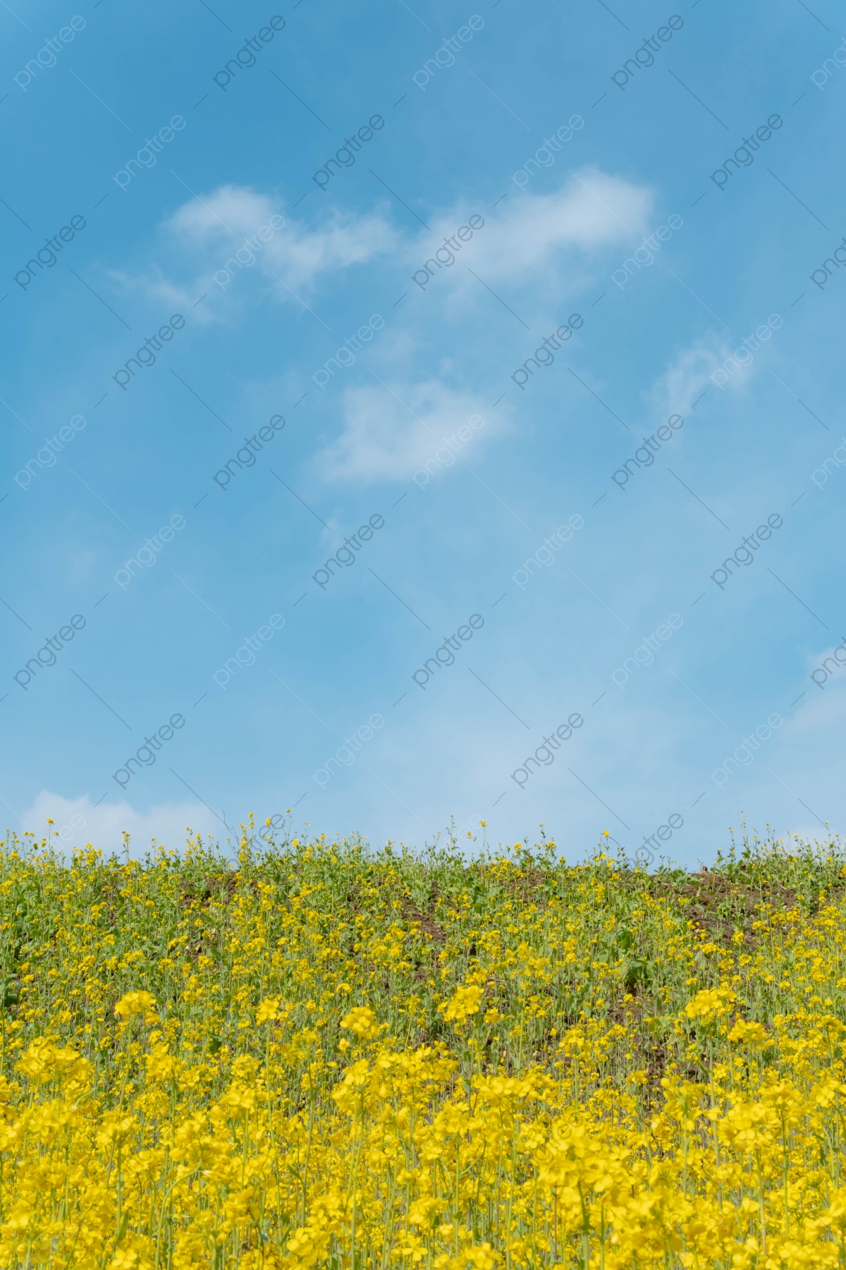 Beautiful Rapeseed Field Wallpapers