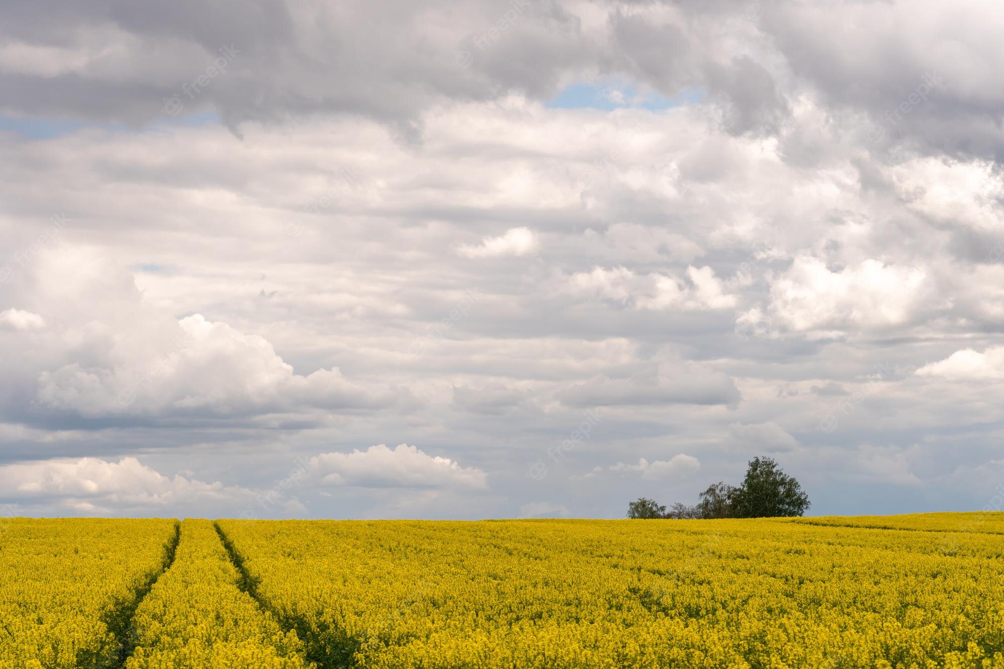 Beautiful Rapeseed Field Wallpapers