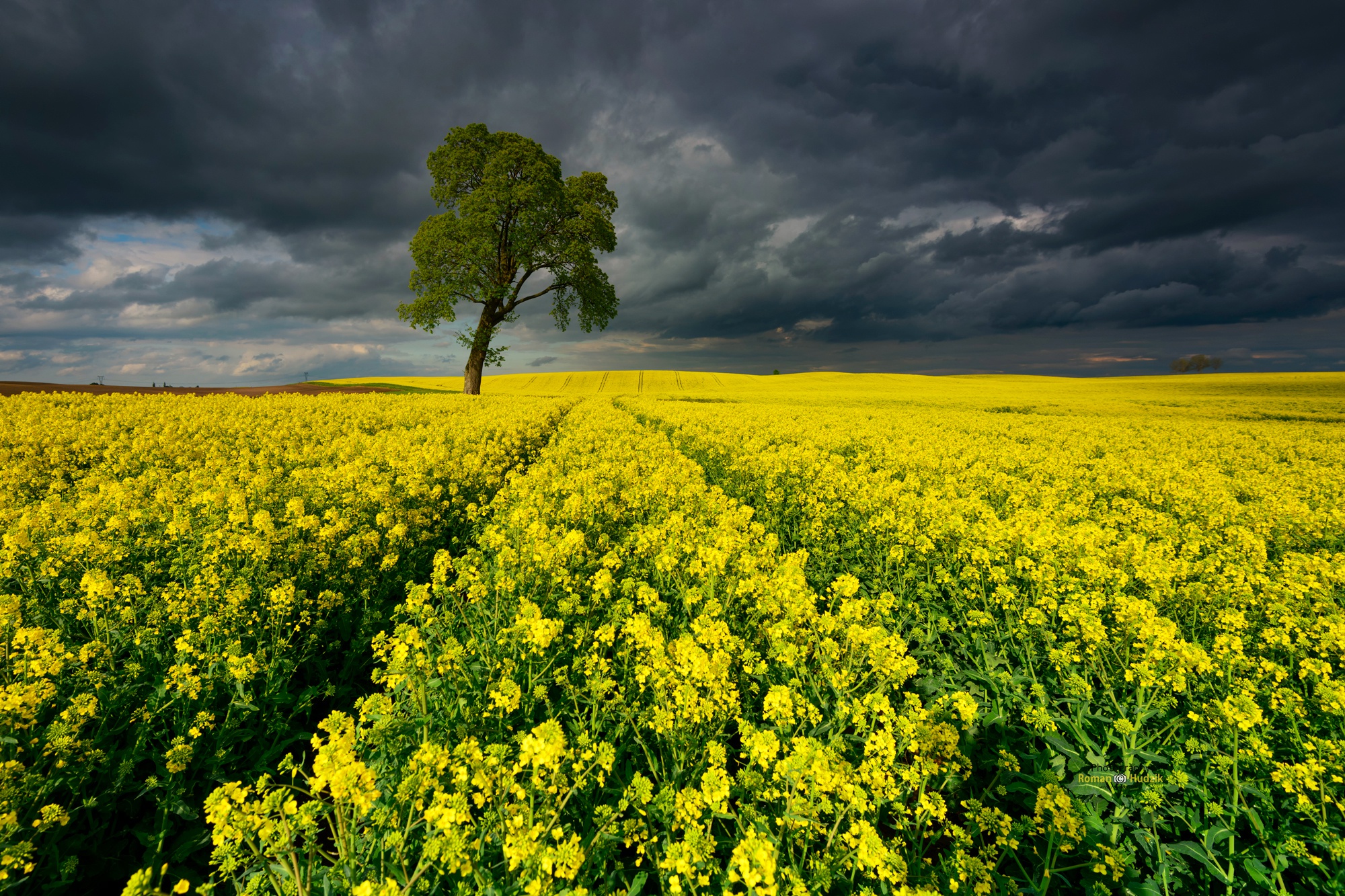 Beautiful Rapeseed Field Wallpapers