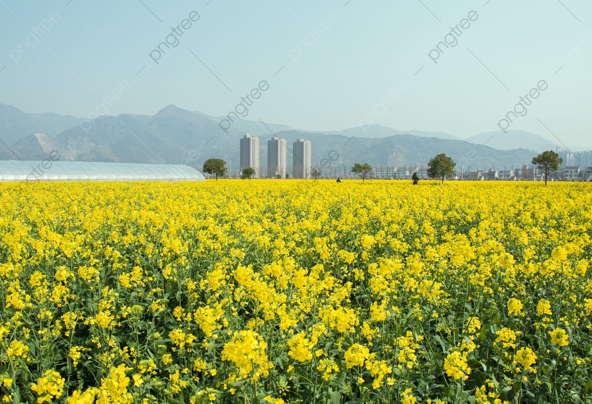 Beautiful Rapeseed Field Wallpapers