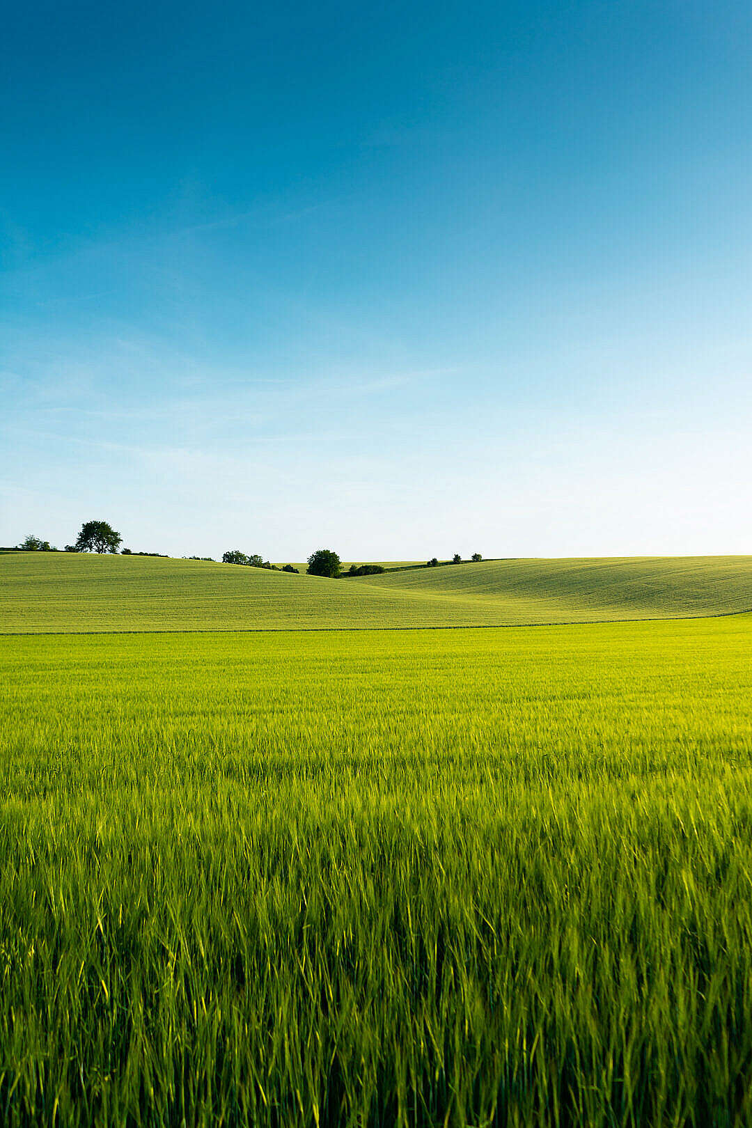 Beautiful Rapeseed Field Wallpapers