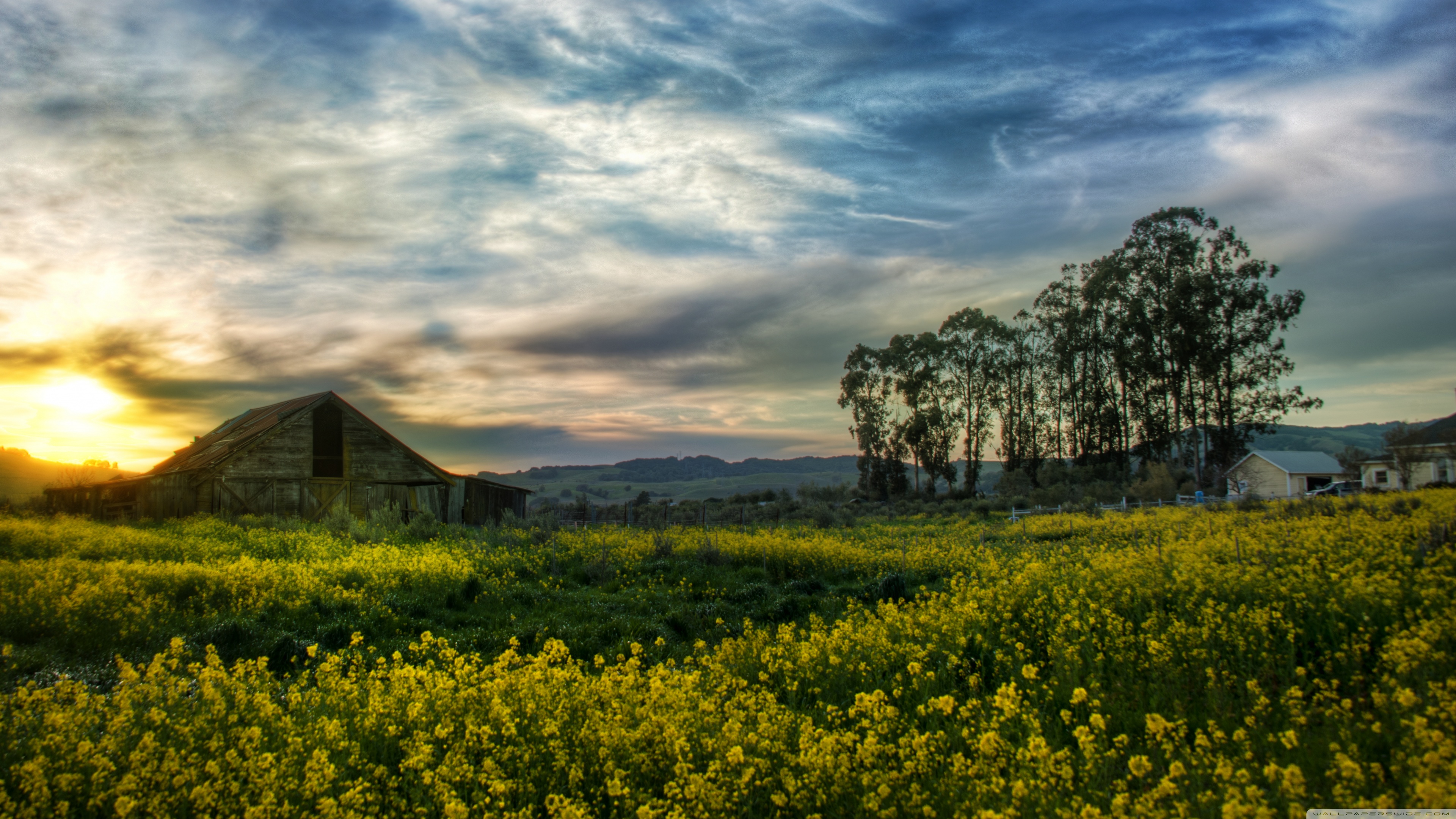 Beautiful Rapeseed Field Wallpapers