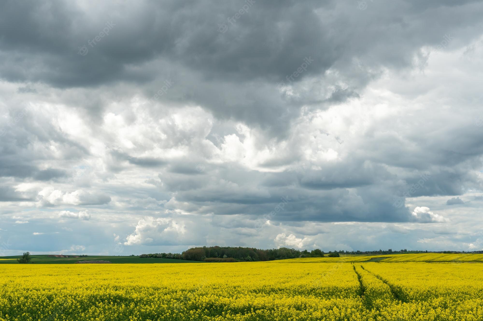 Beautiful Rapeseed Field Wallpapers