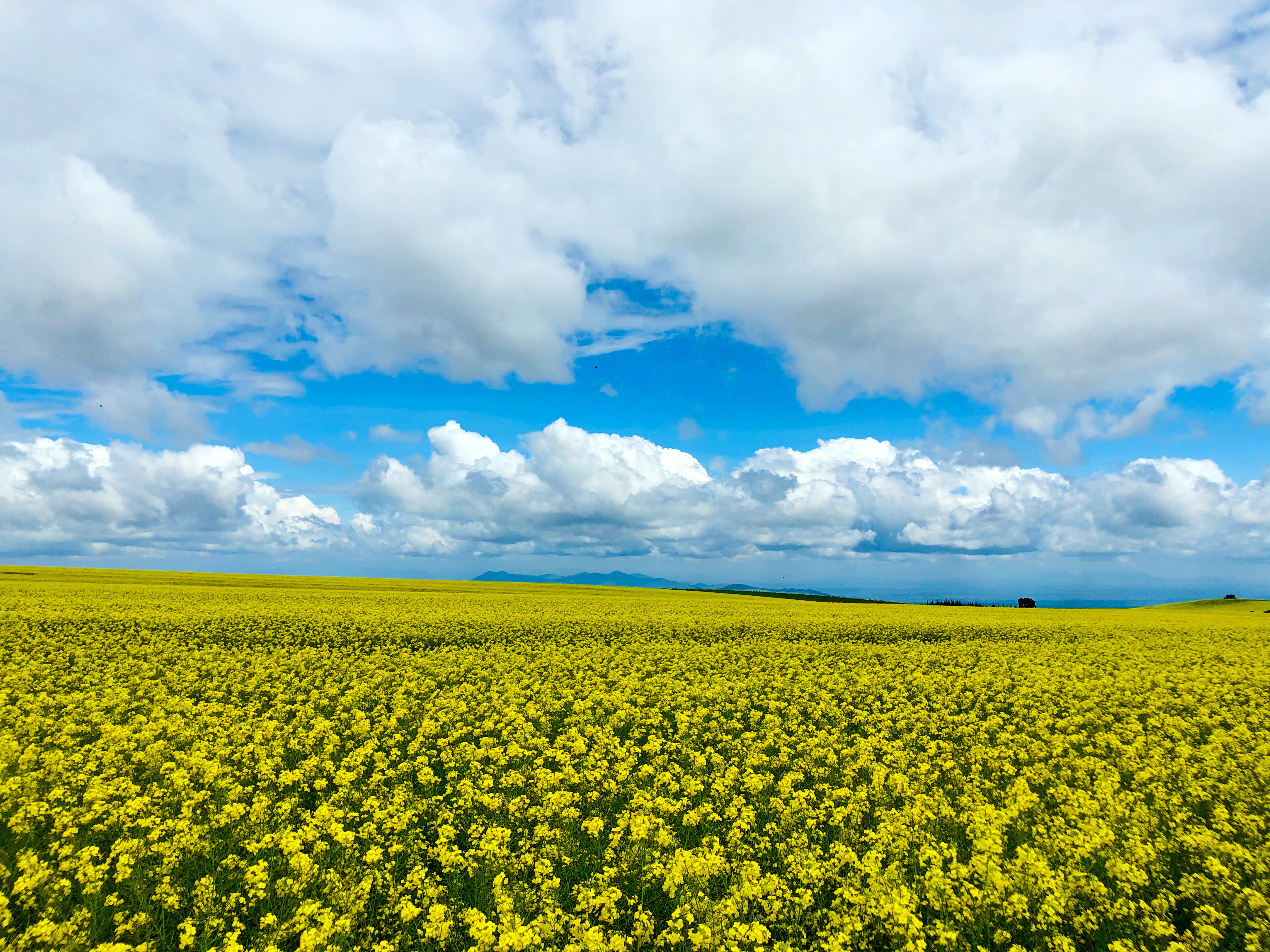 Beautiful Rapeseed Field Wallpapers