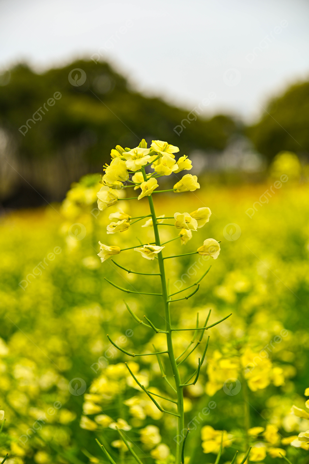 Beautiful Rapeseed Field Wallpapers