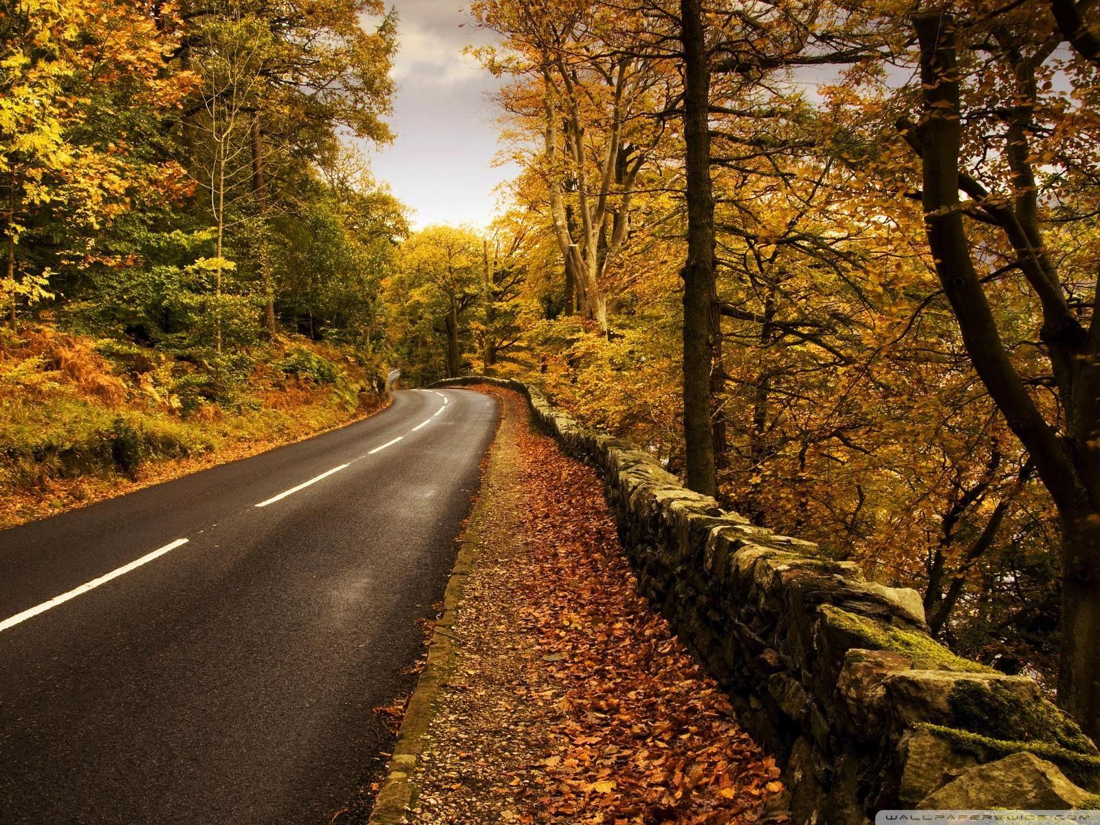 Beautiful Road And Forest In Fall Wallpapers