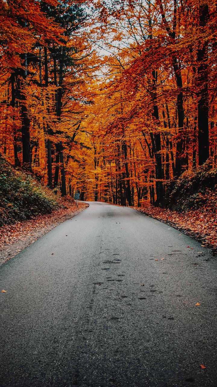 Beautiful Road And Forest In Fall Wallpapers