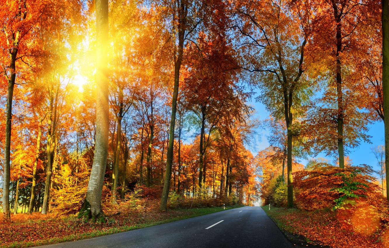 Beautiful Road And Forest In Fall Wallpapers