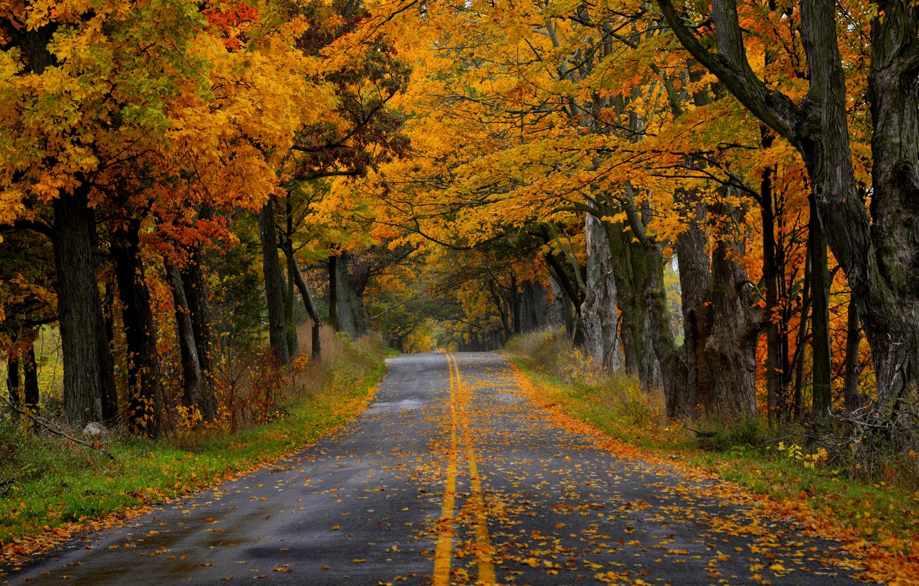 Beautiful Road And Forest In Fall Wallpapers