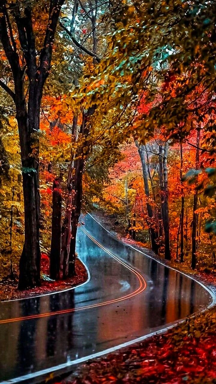 Beautiful Road And Forest In Fall Wallpapers