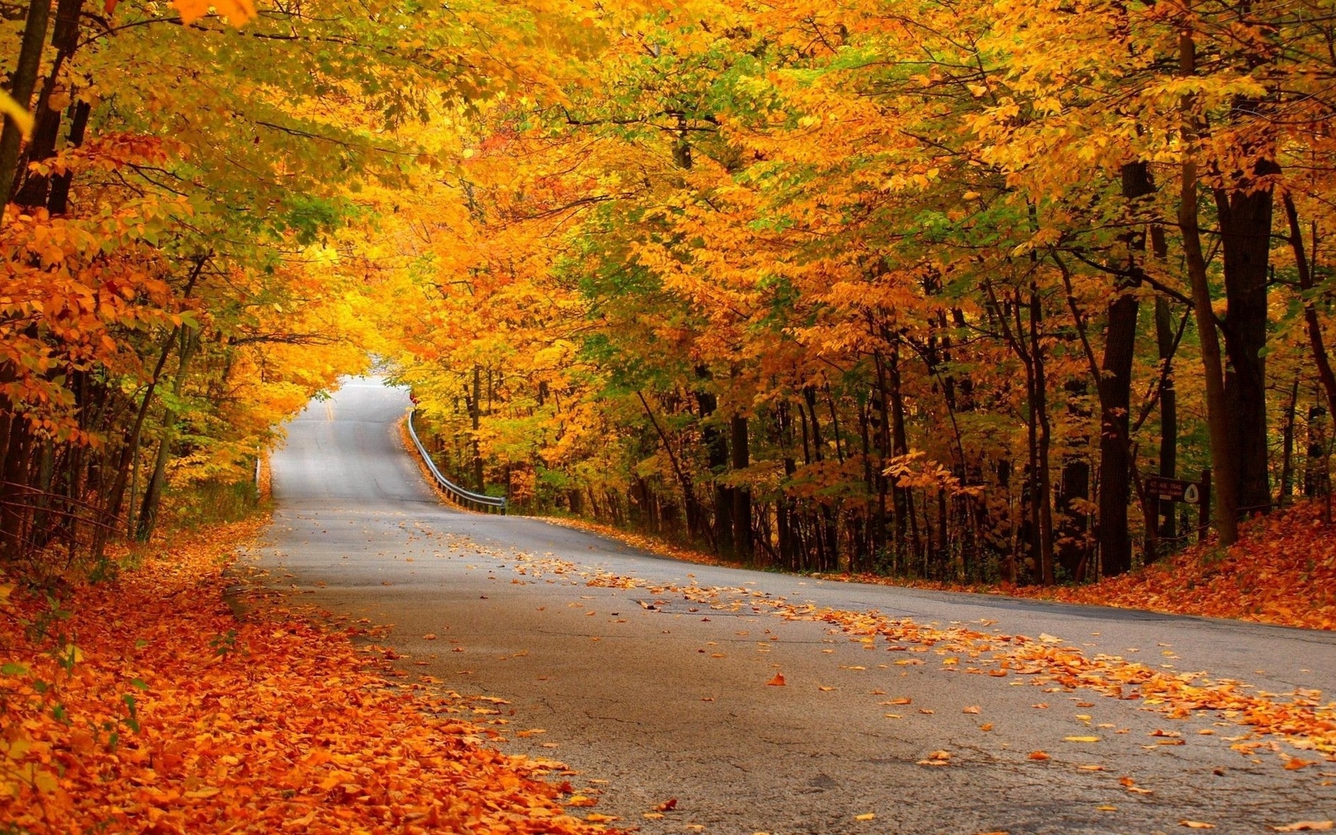 Beautiful Road And Forest In Fall Wallpapers