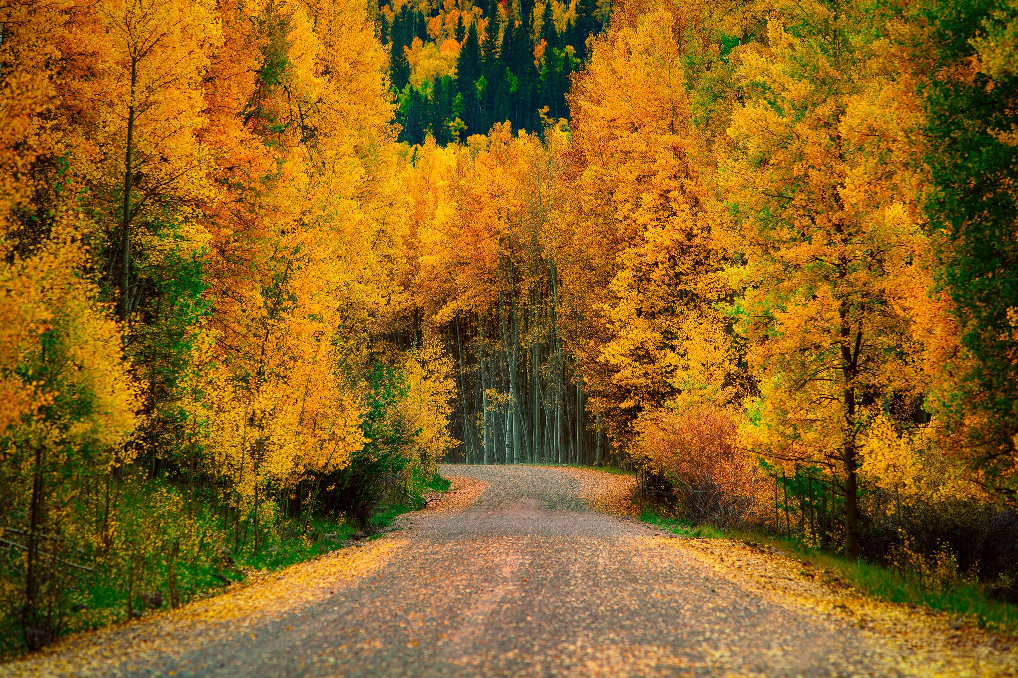 Beautiful Road And Forest In Fall Wallpapers