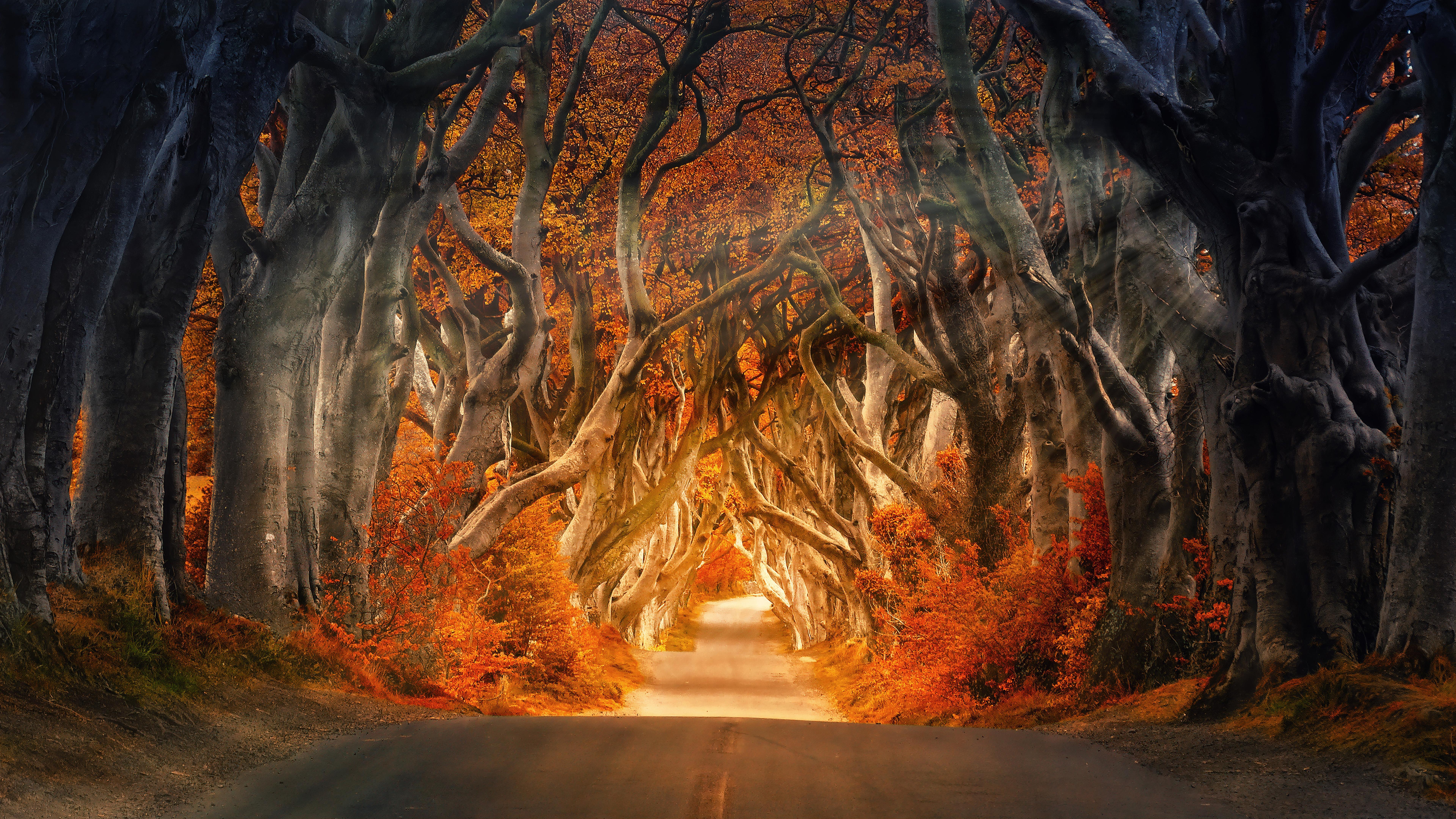 Beautiful Road And Forest In Fall Wallpapers