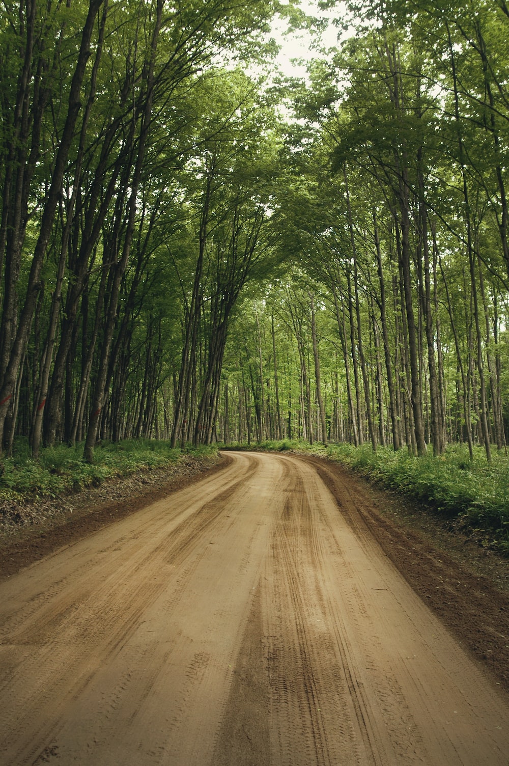 Beautiful Tree-Lined Road Wallpapers
