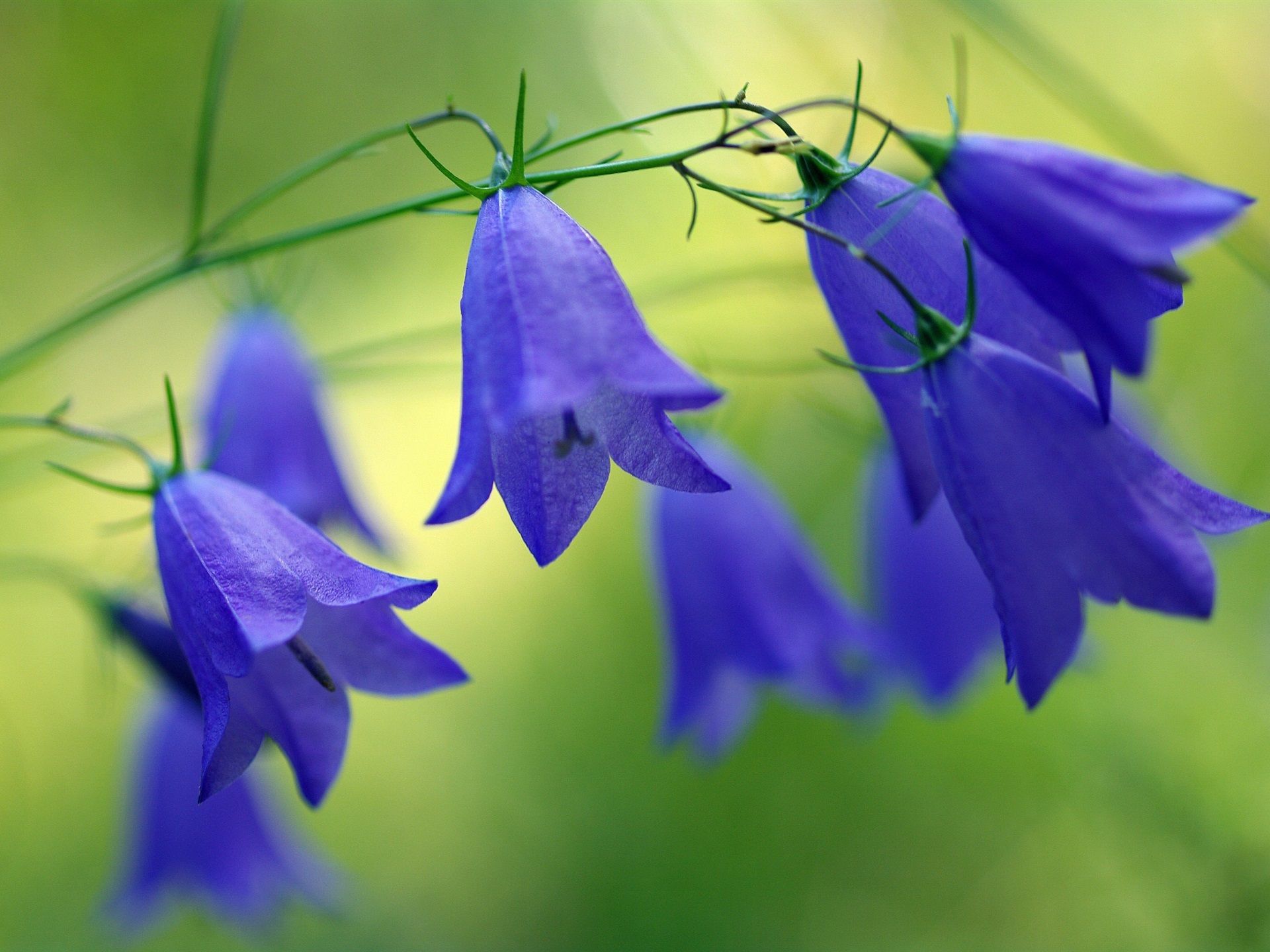 Bellflower Wallpapers