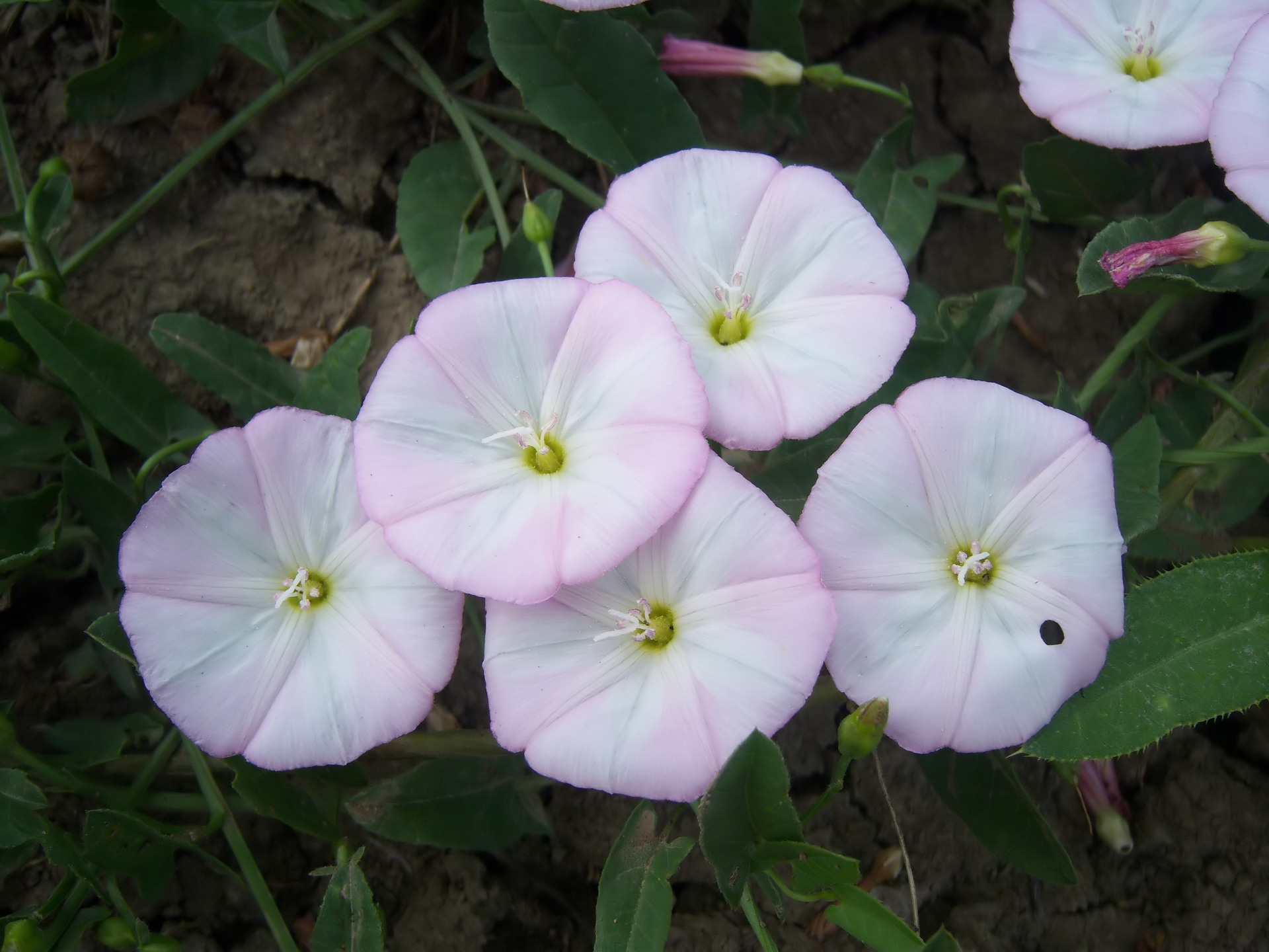 Bindweed Wallpapers