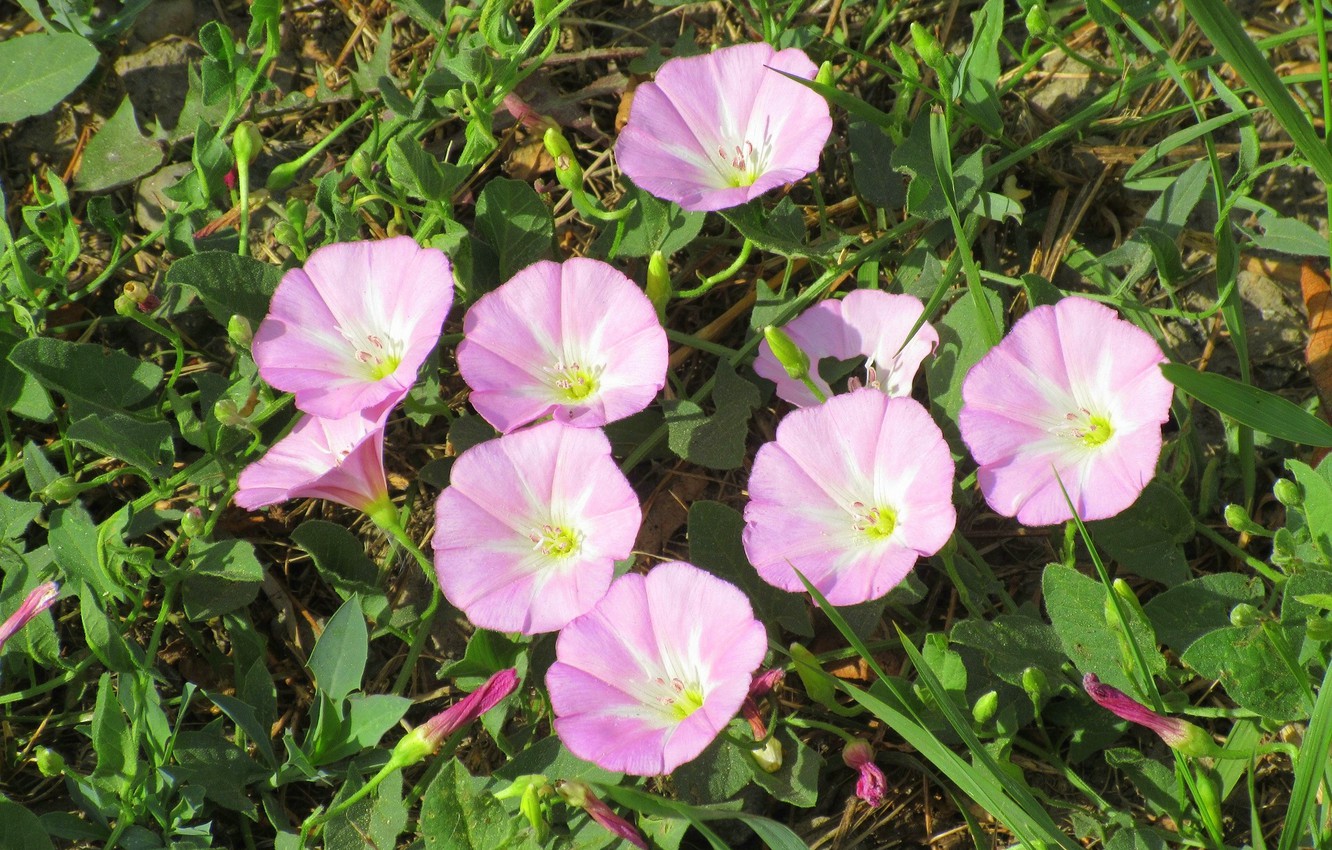 Bindweed Wallpapers