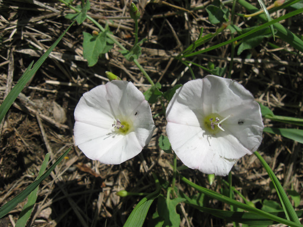 Bindweed Wallpapers