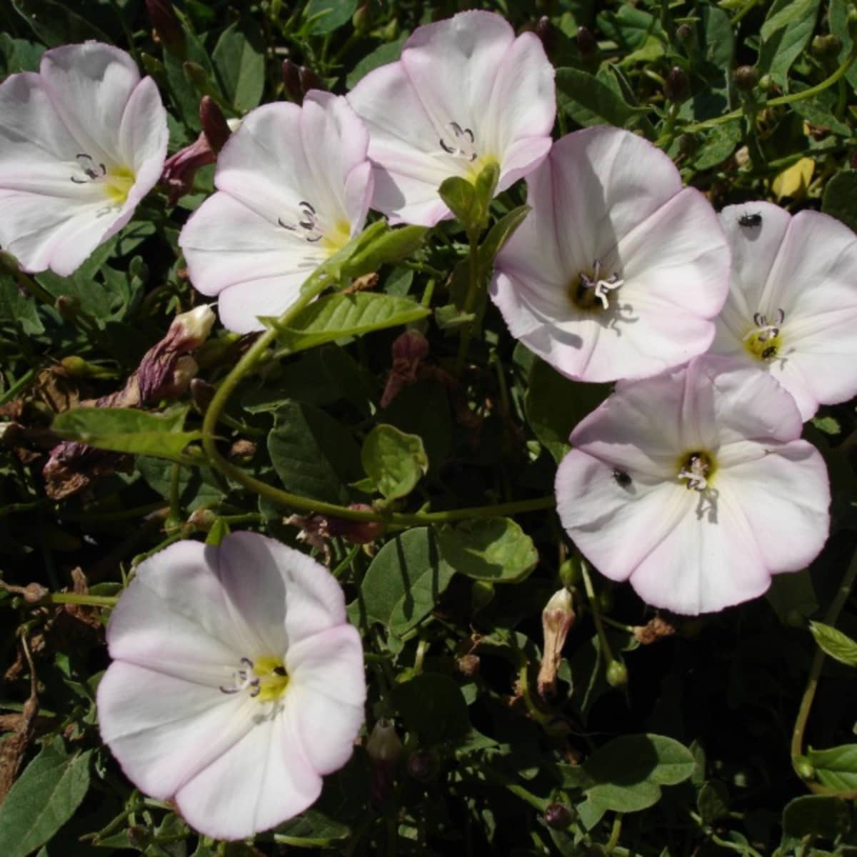 Bindweed Wallpapers