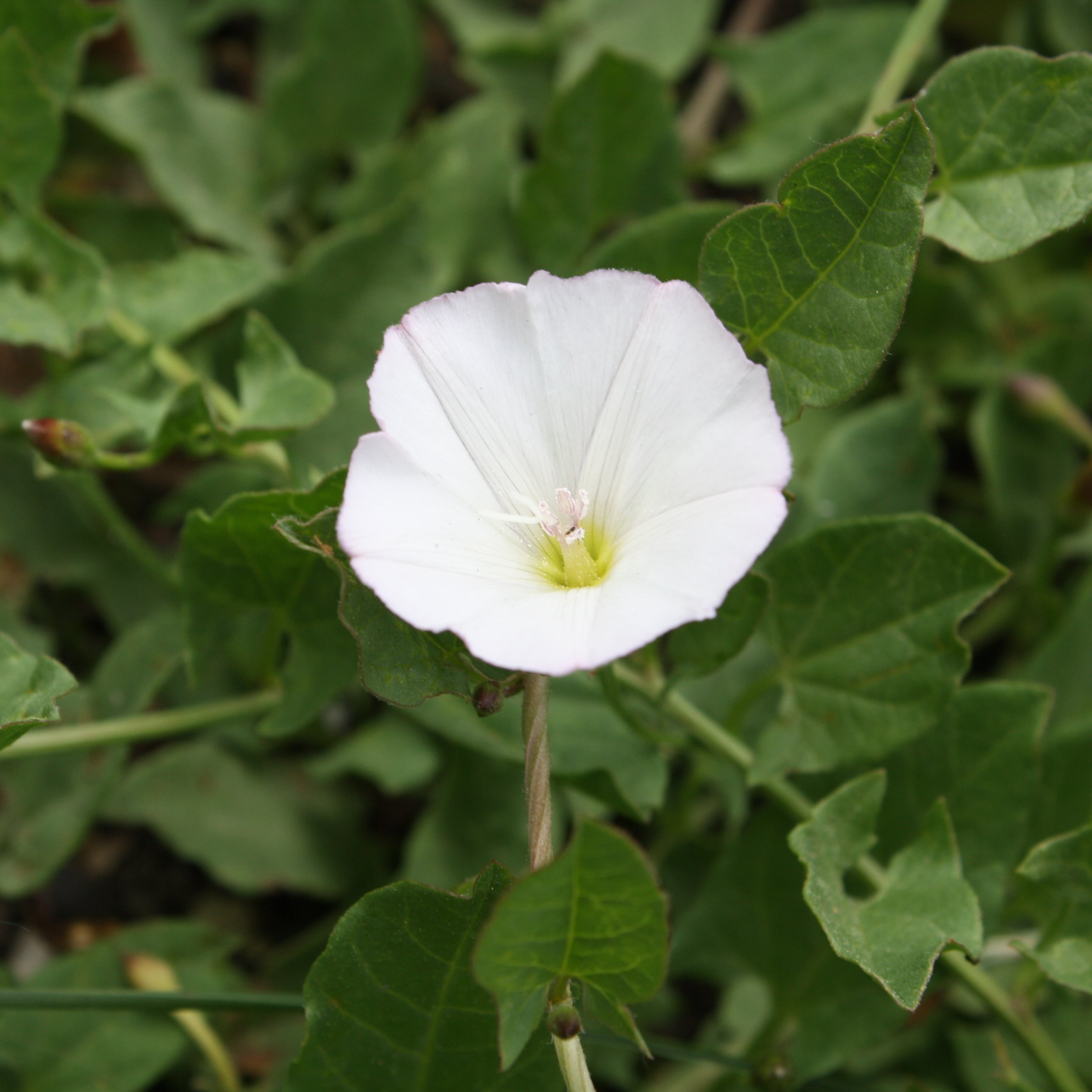 Bindweed Wallpapers