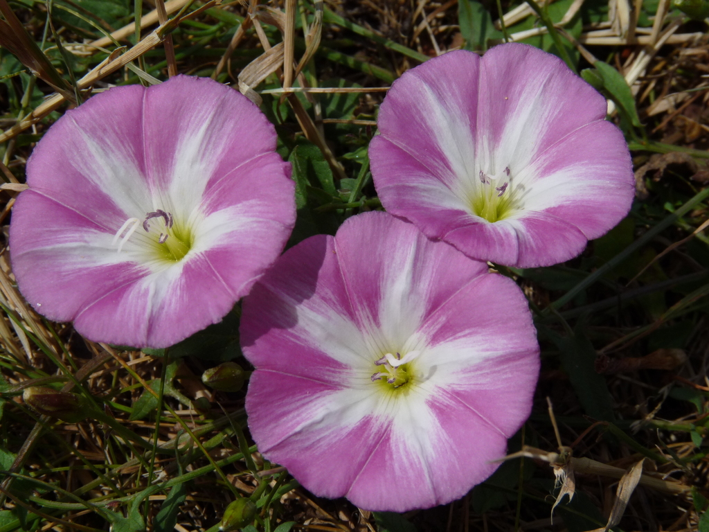 Bindweed Wallpapers