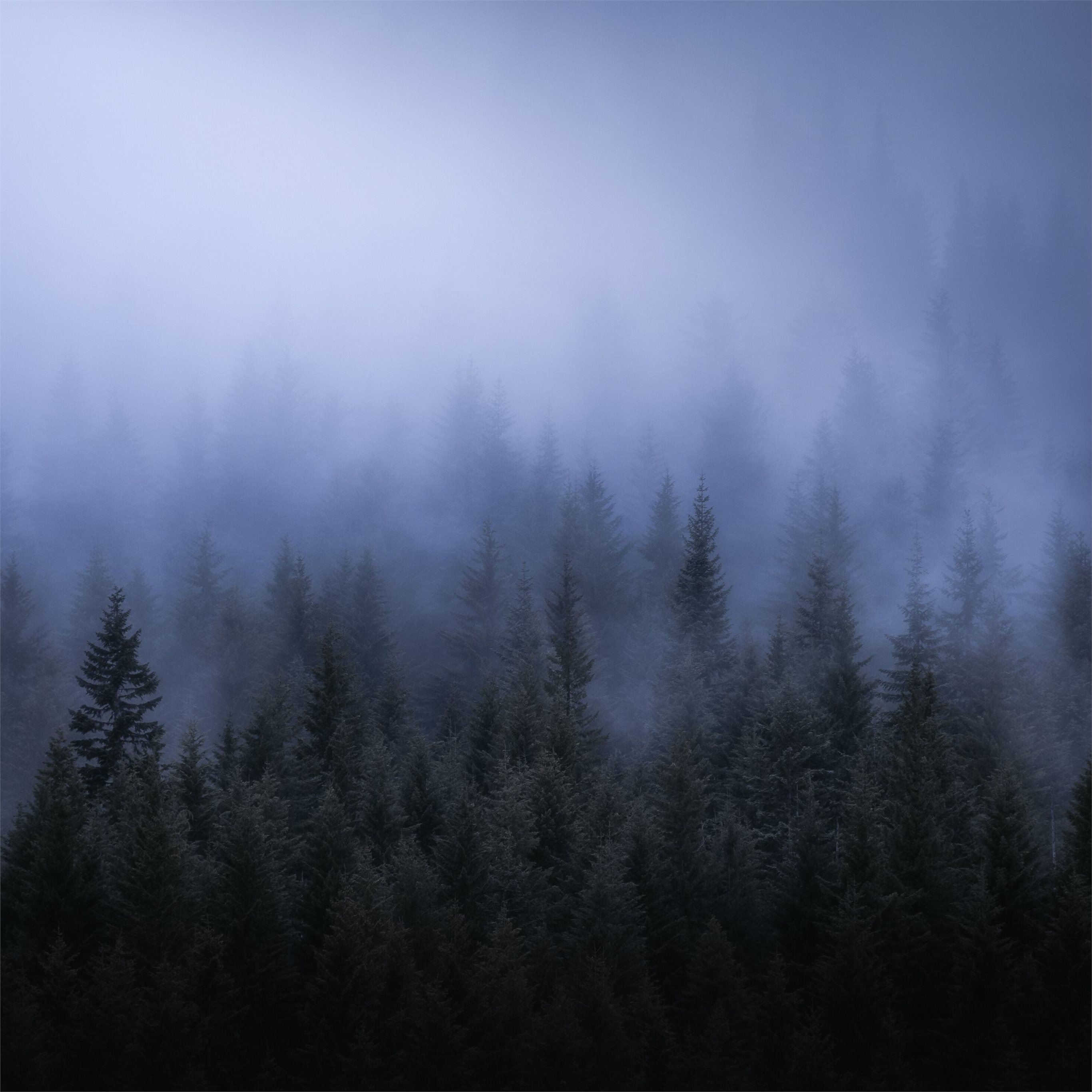 Black Forest Wallpapers