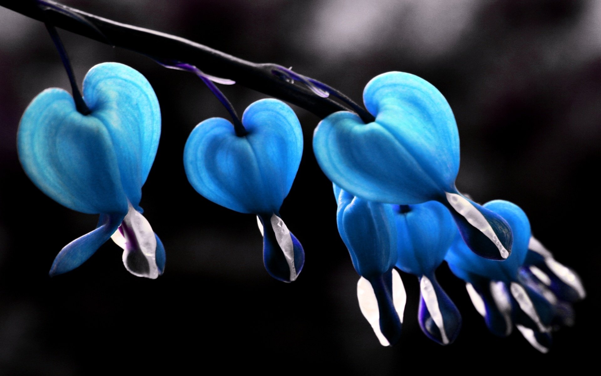 Bleeding Heart Wallpapers