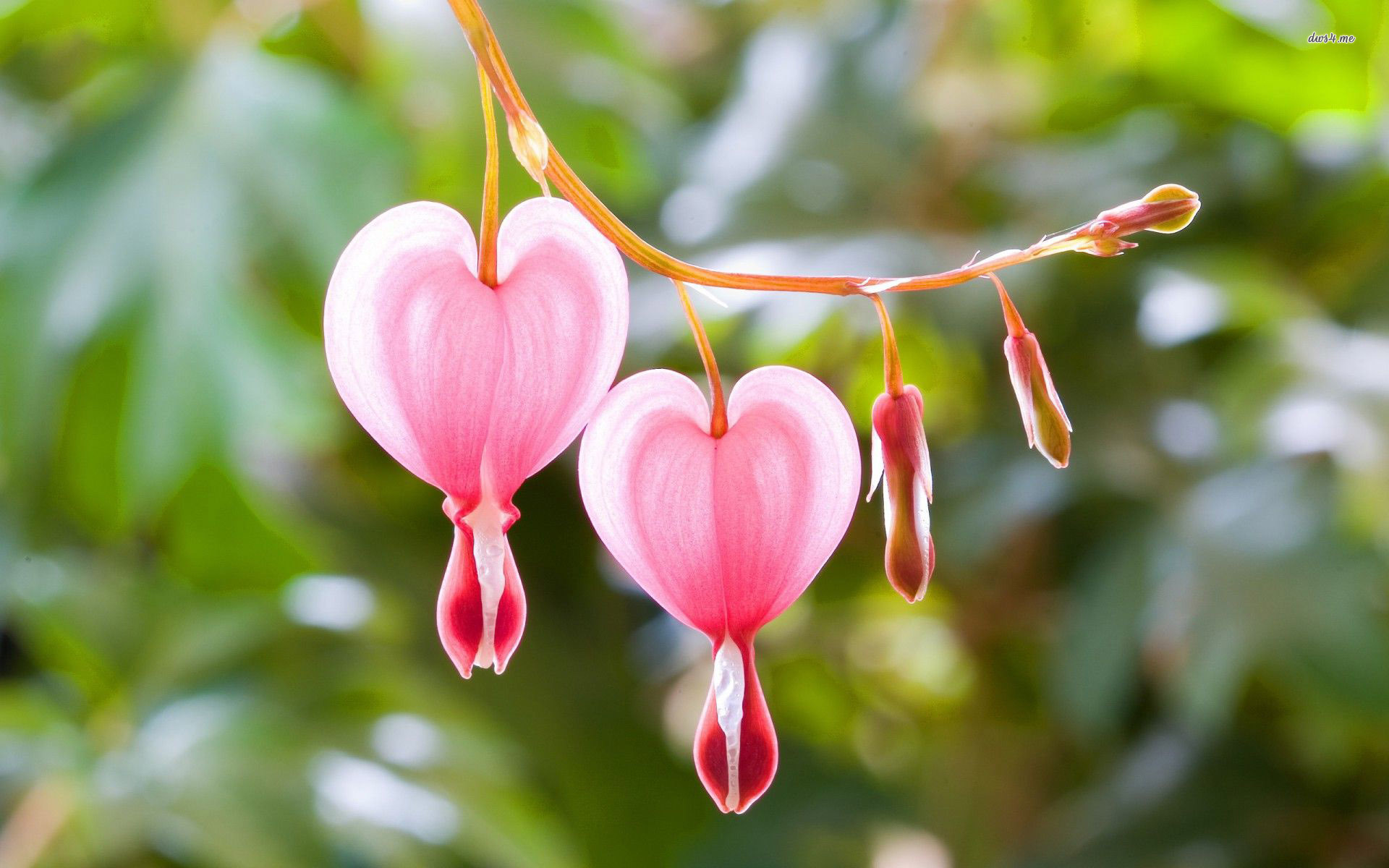 Bleeding Heart Wallpapers