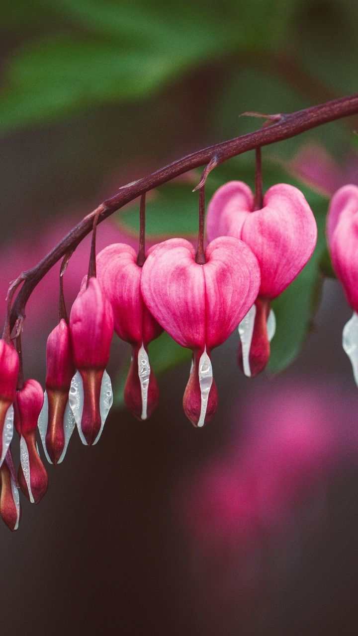 Bleeding Heart Wallpapers