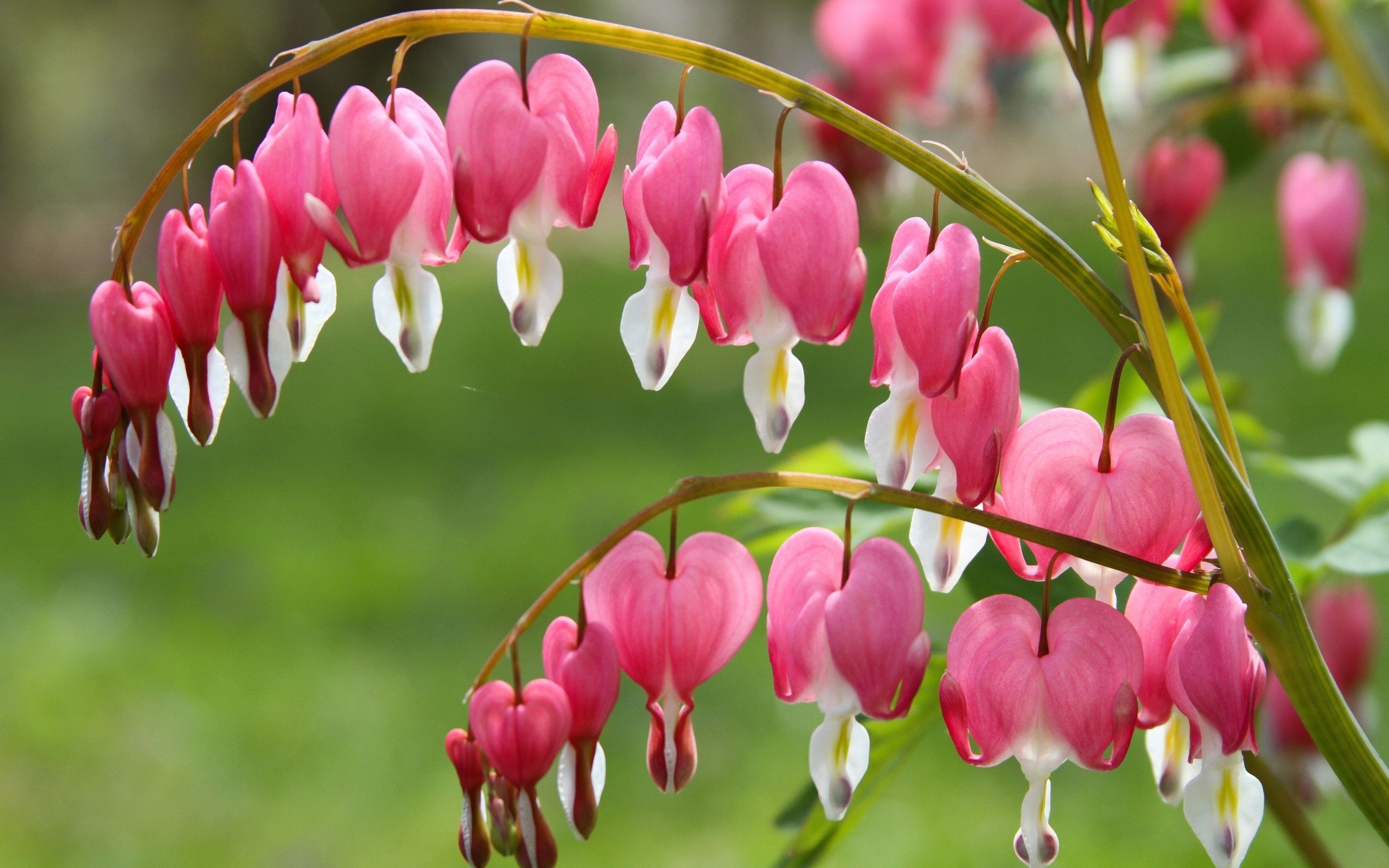 Bleeding Heart Wallpapers