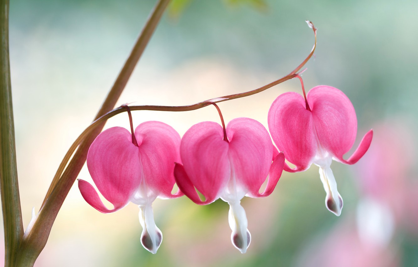 Bleeding Heart Wallpapers