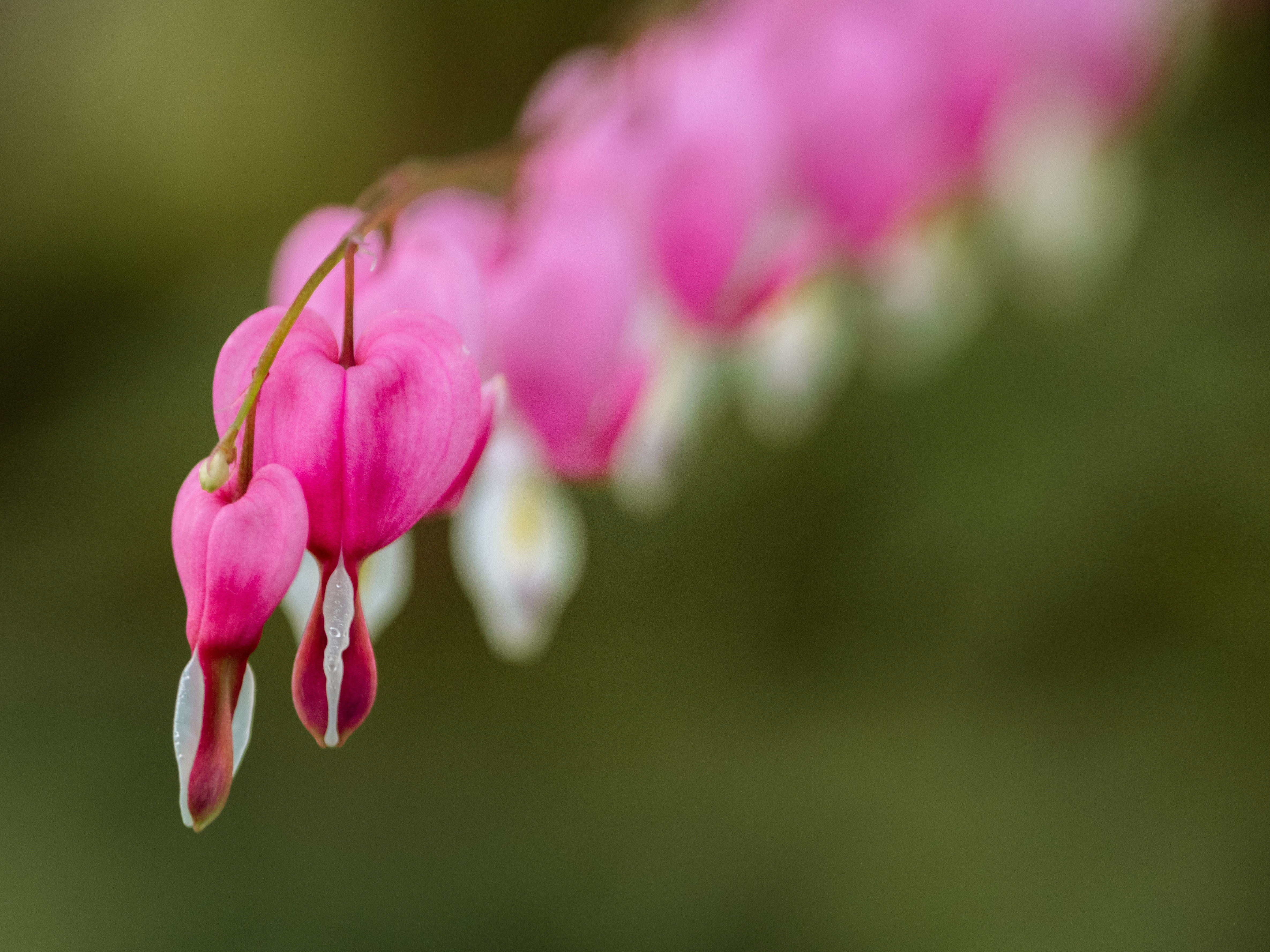 Bleeding Heart Wallpapers