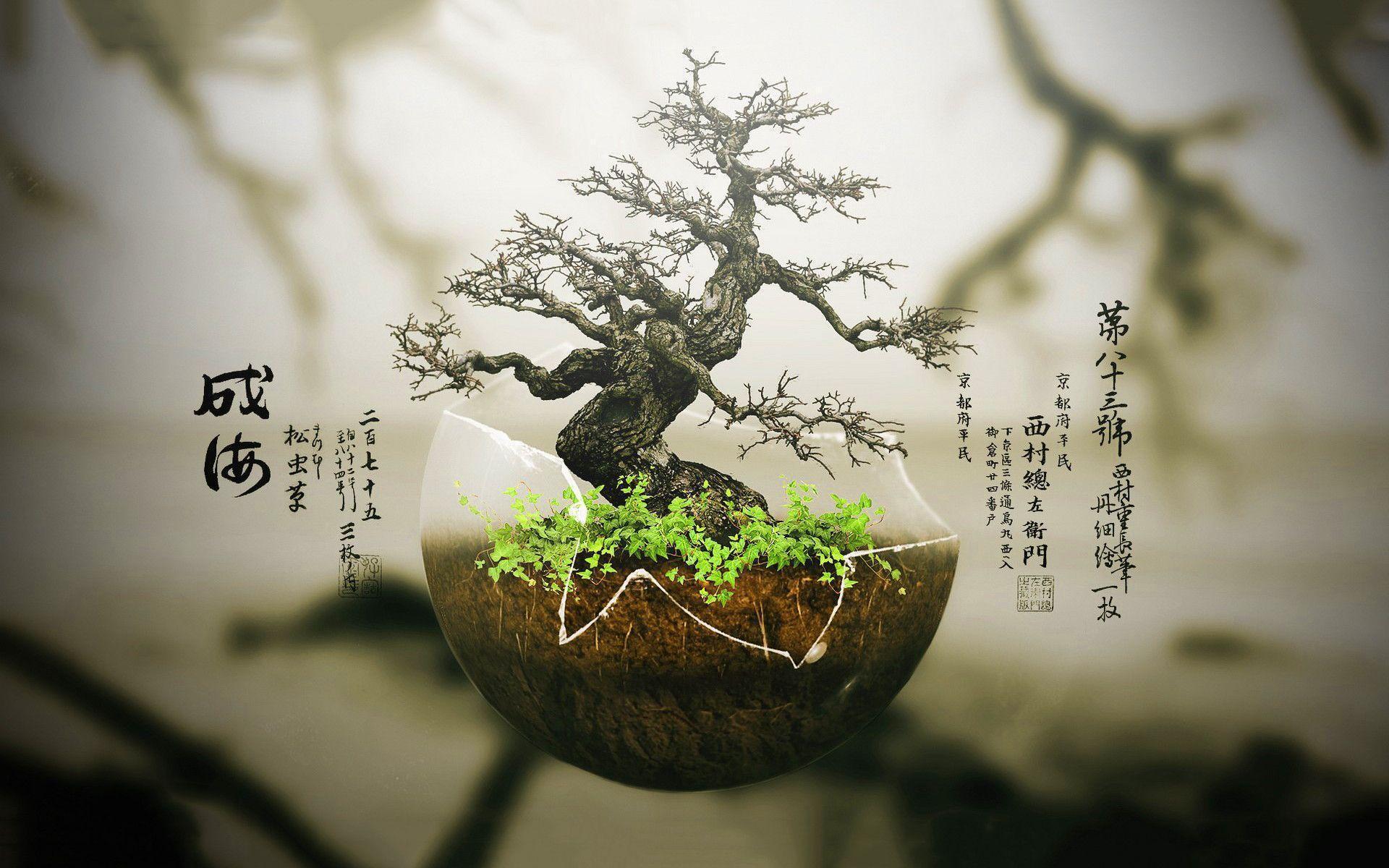 Bonsai Wallpapers