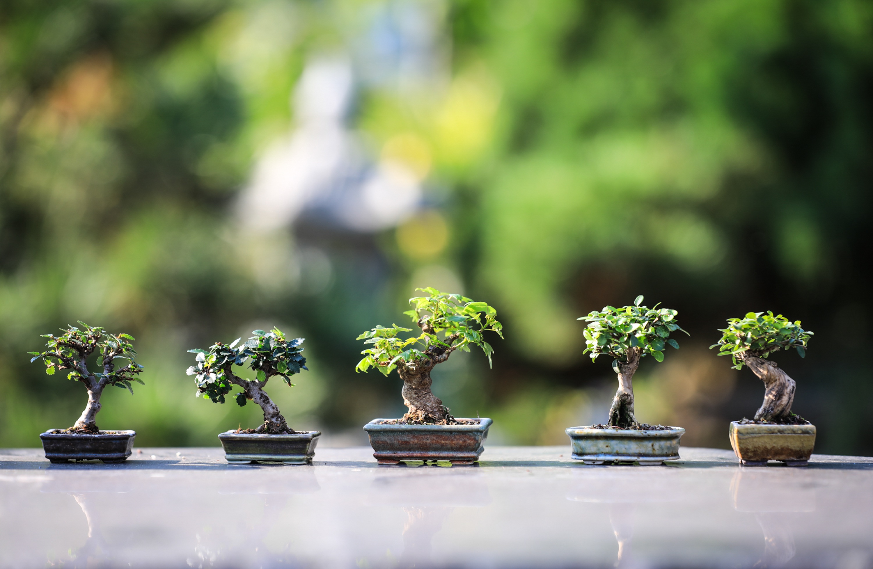 Bonsai Wallpapers