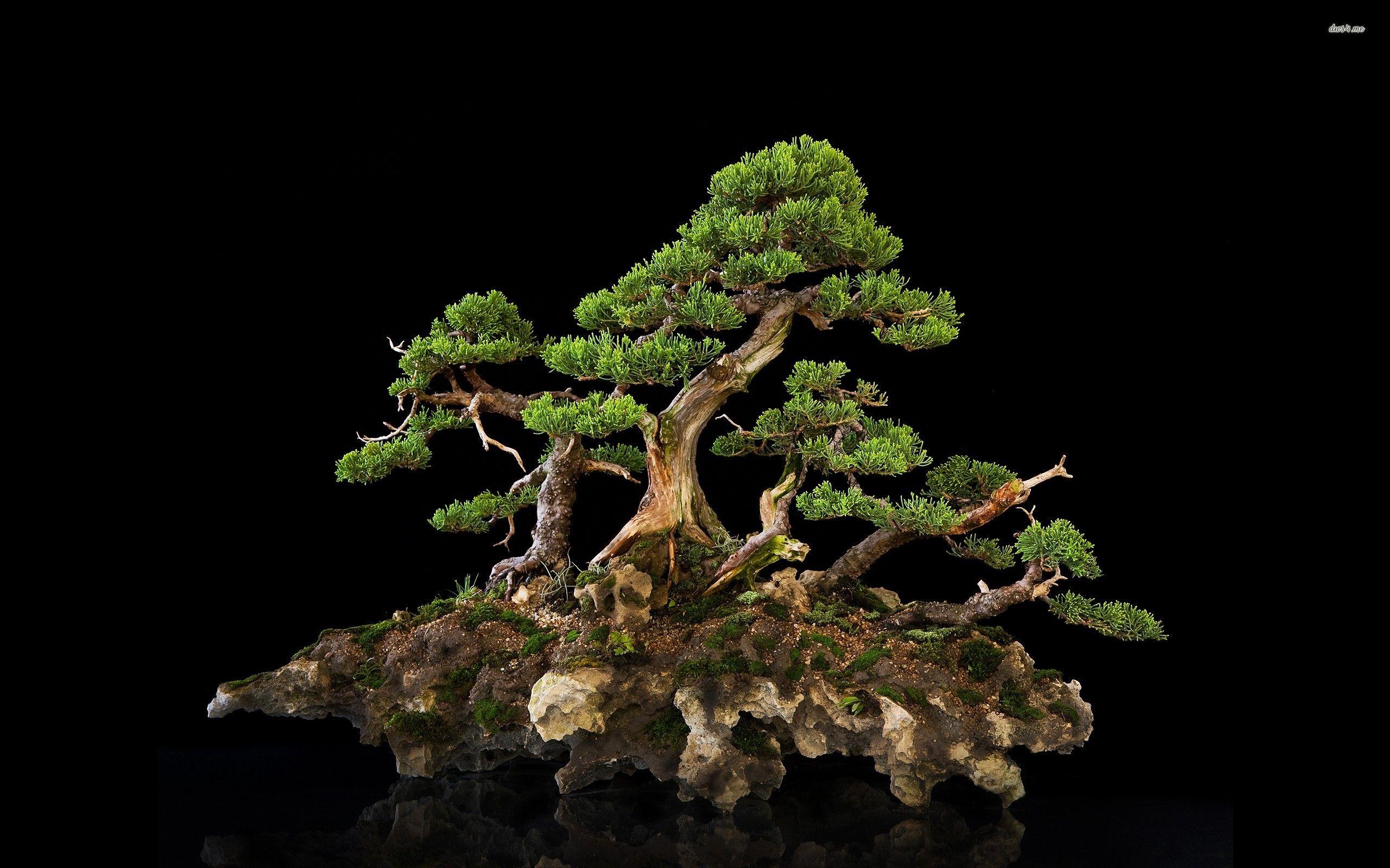 Bonsai Wallpapers