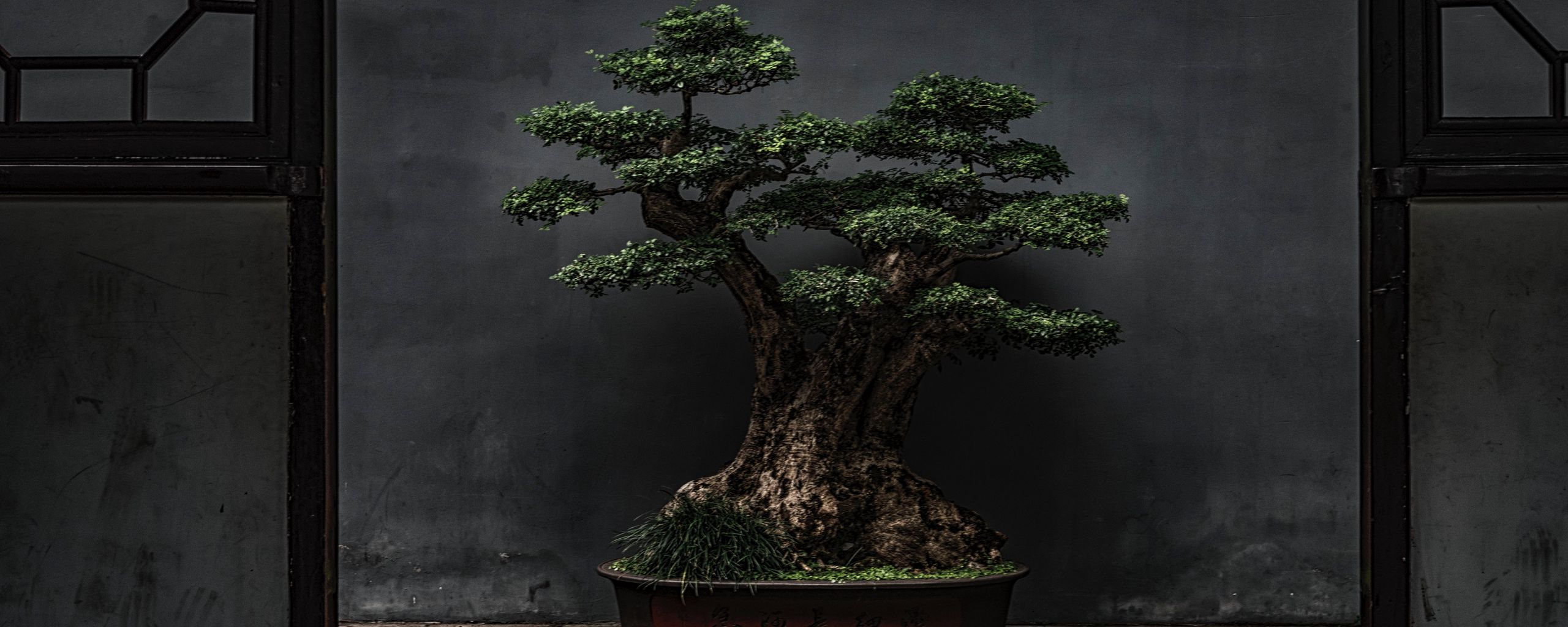 Bonsai Wallpapers