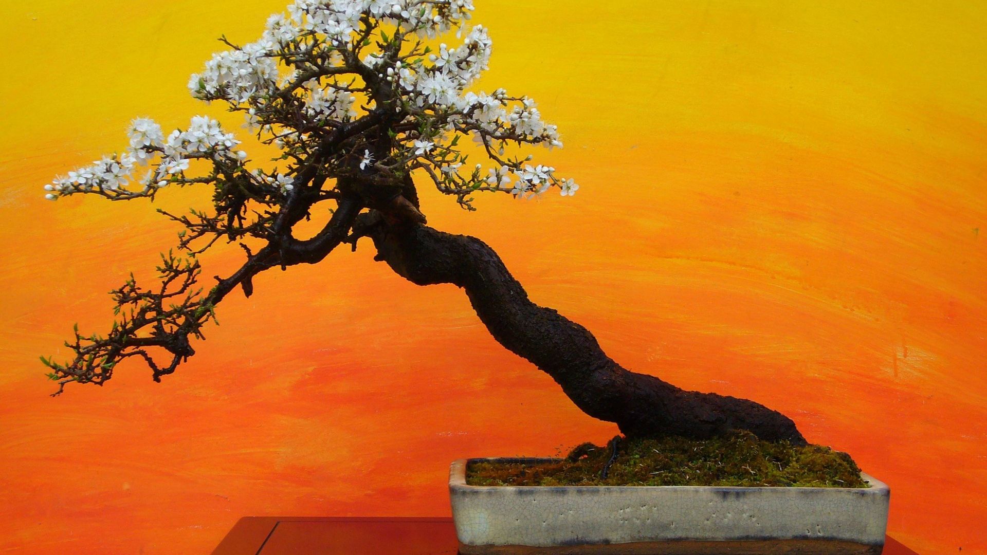 Bonsai Wallpapers