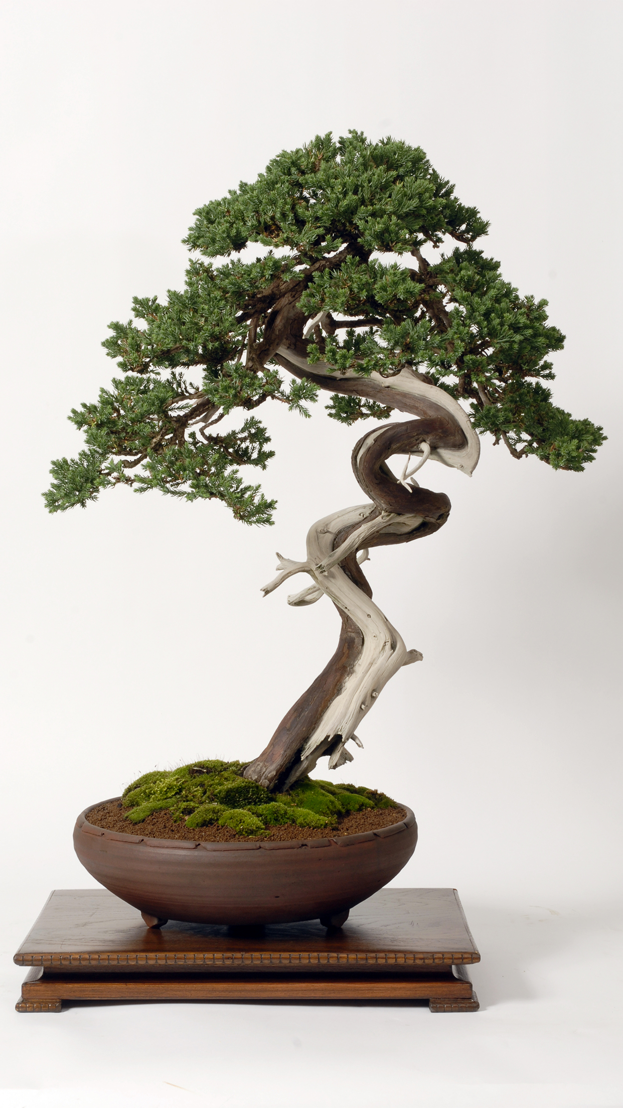 Bonsai Wallpapers