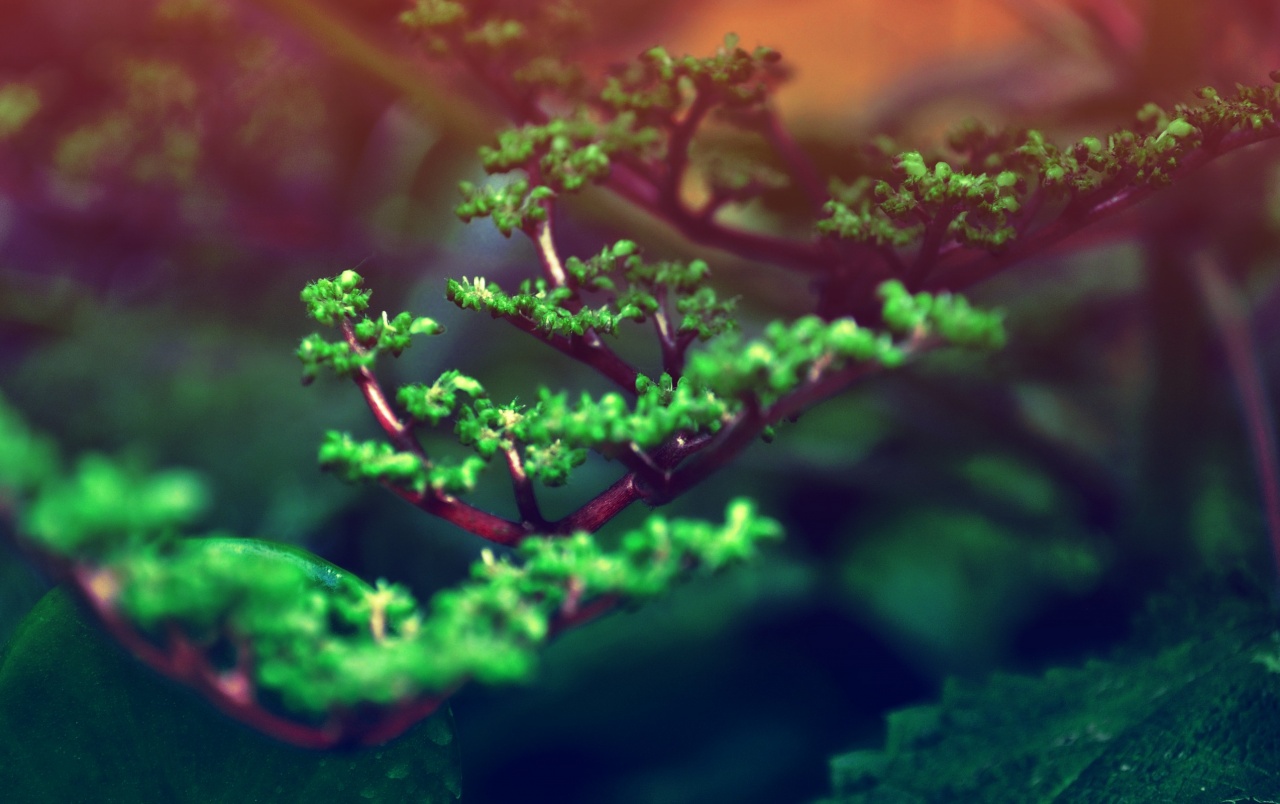 Bonsai Wallpapers