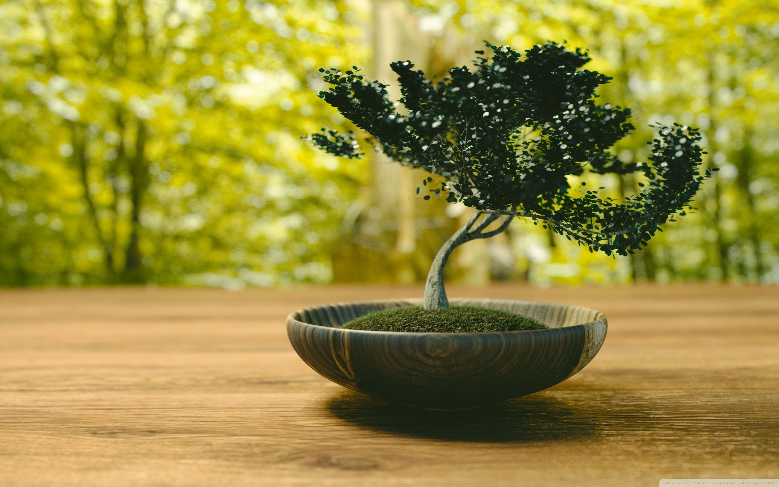 Bonsai Wallpapers