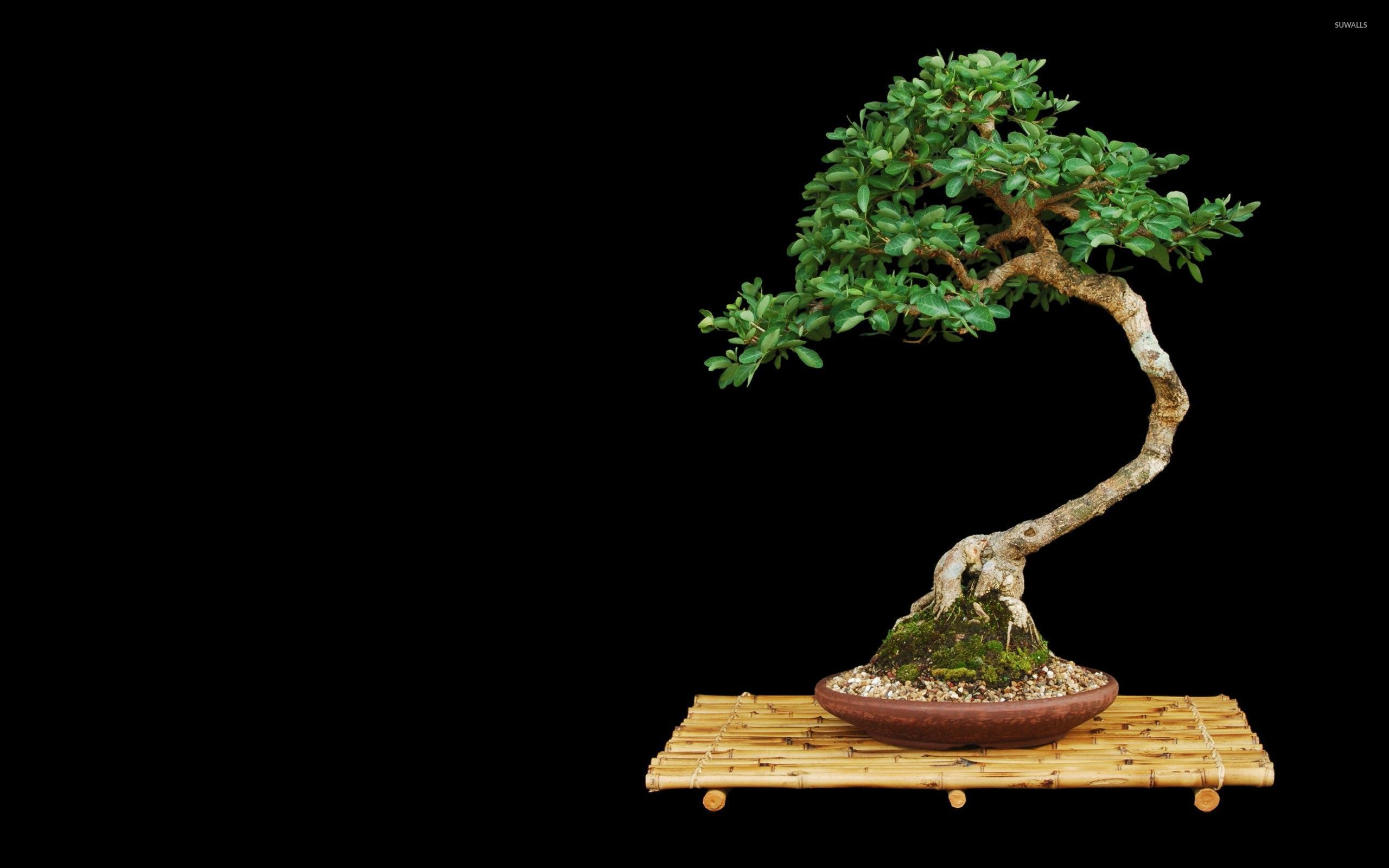 Bonsai Wallpapers