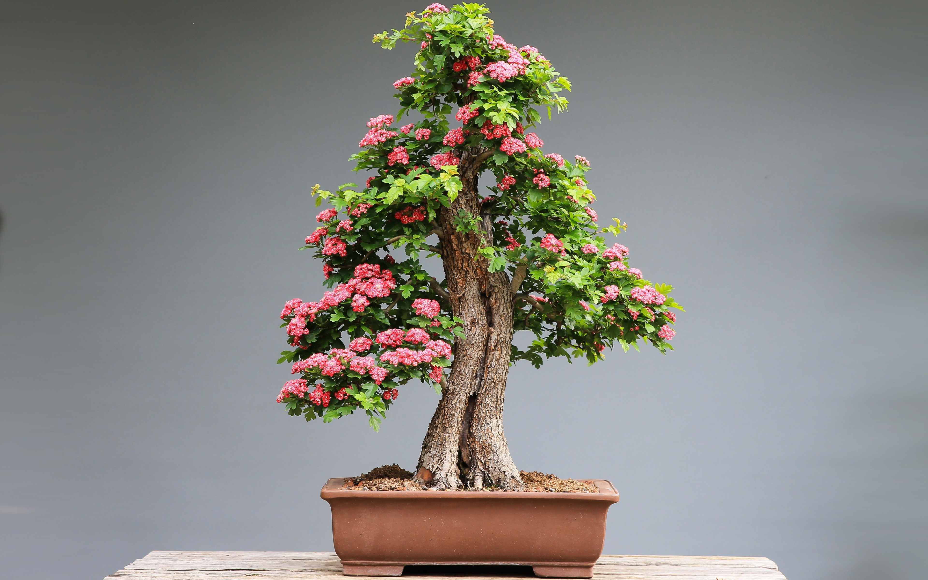 Bonsai Wallpapers