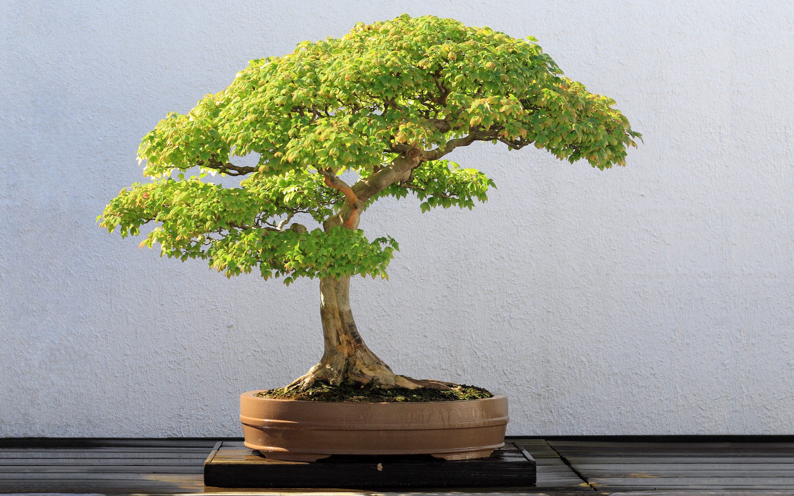 Bonsai Wallpapers