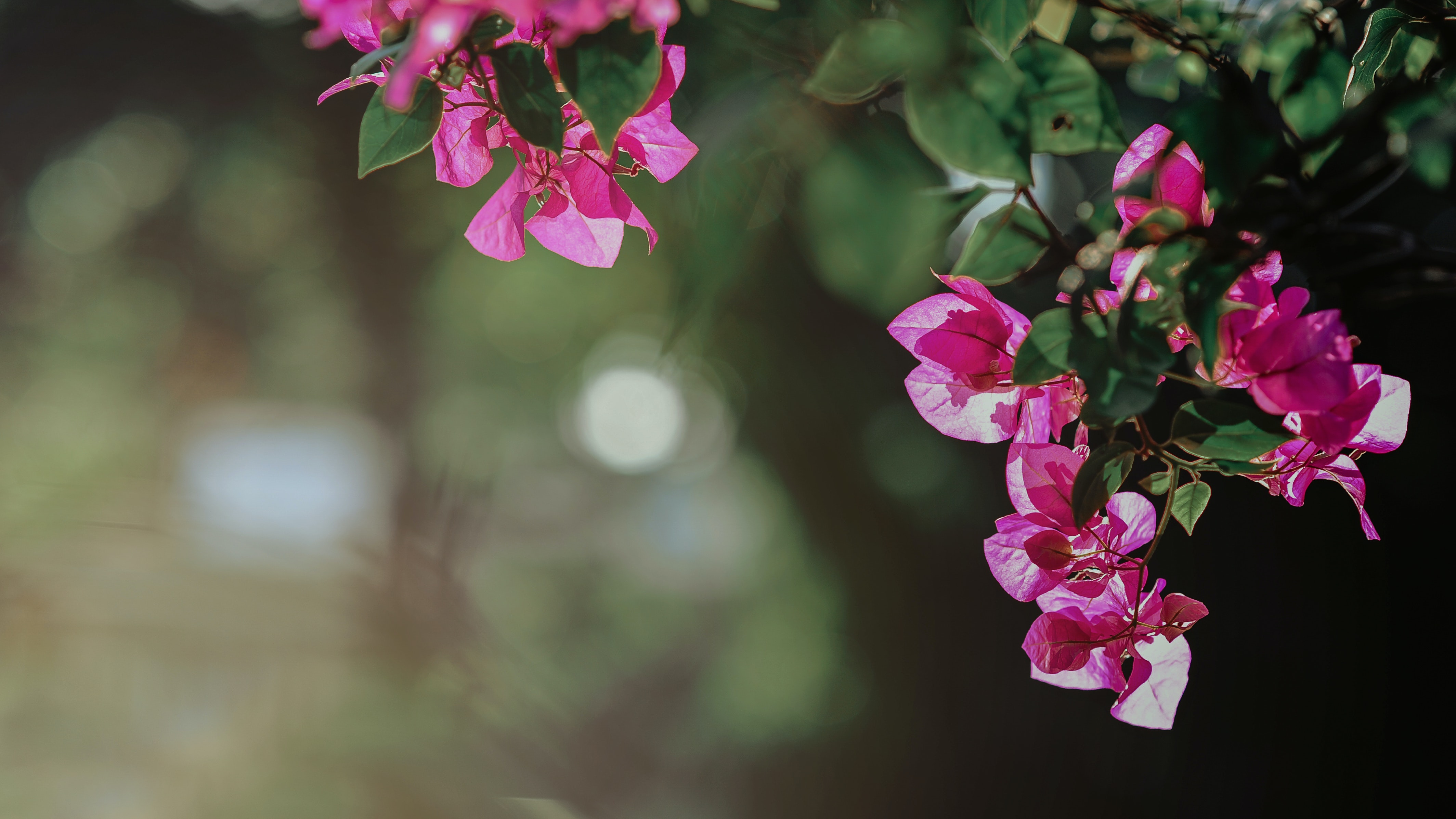 Bougainvillea Wallpapers