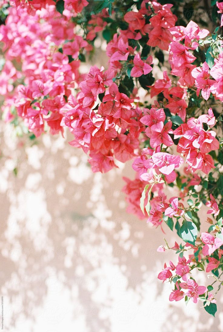 Bougainvillea Wallpapers