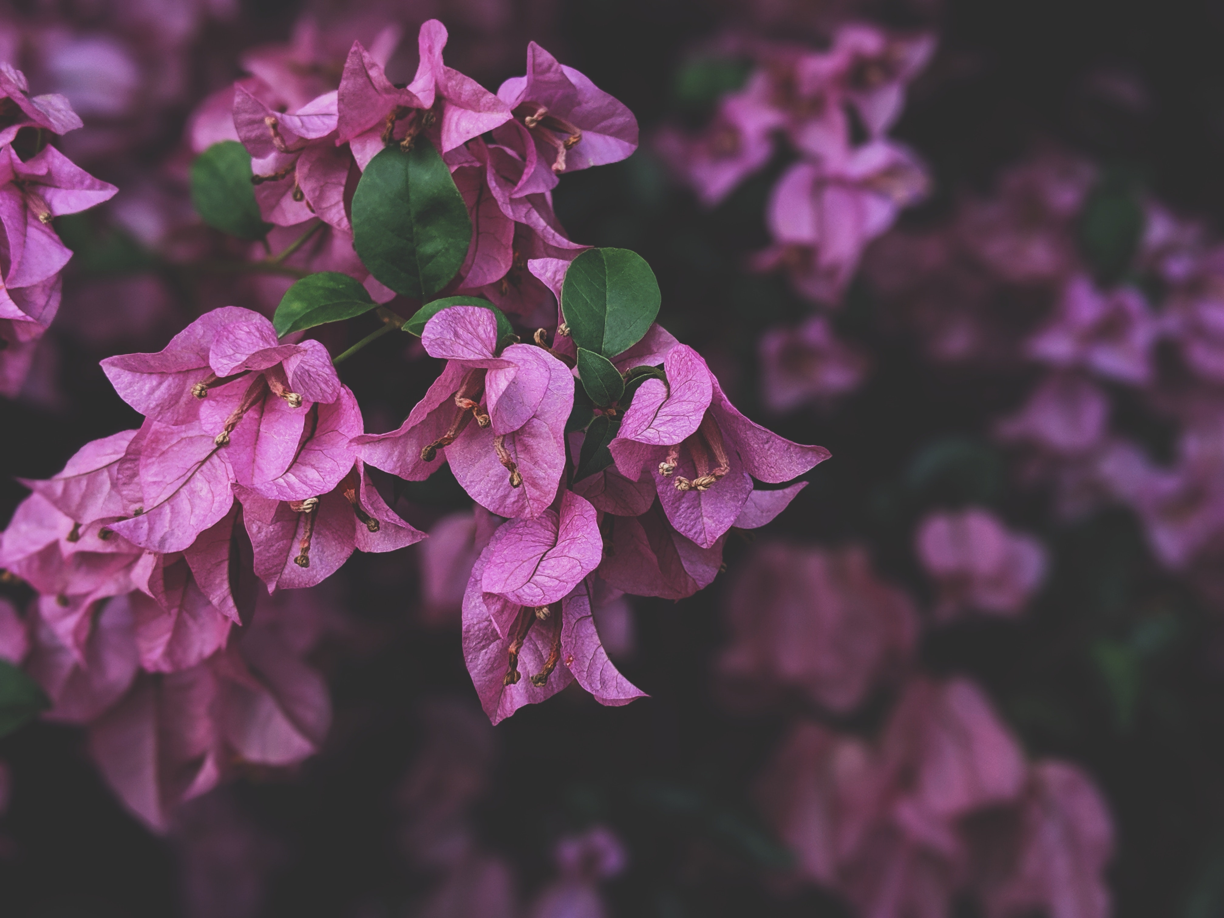 Bougainvillea Wallpapers