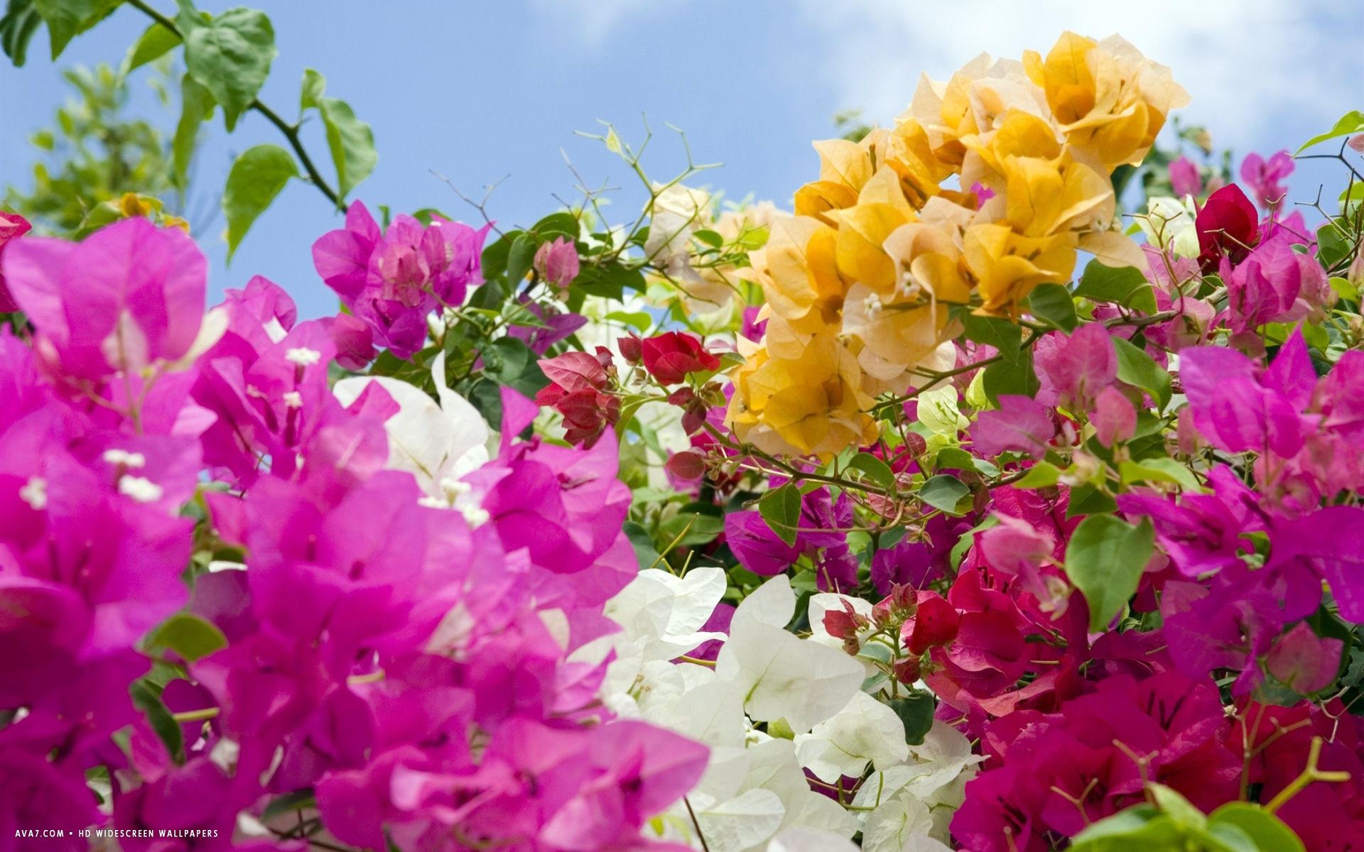 Bougainvillea Wallpapers