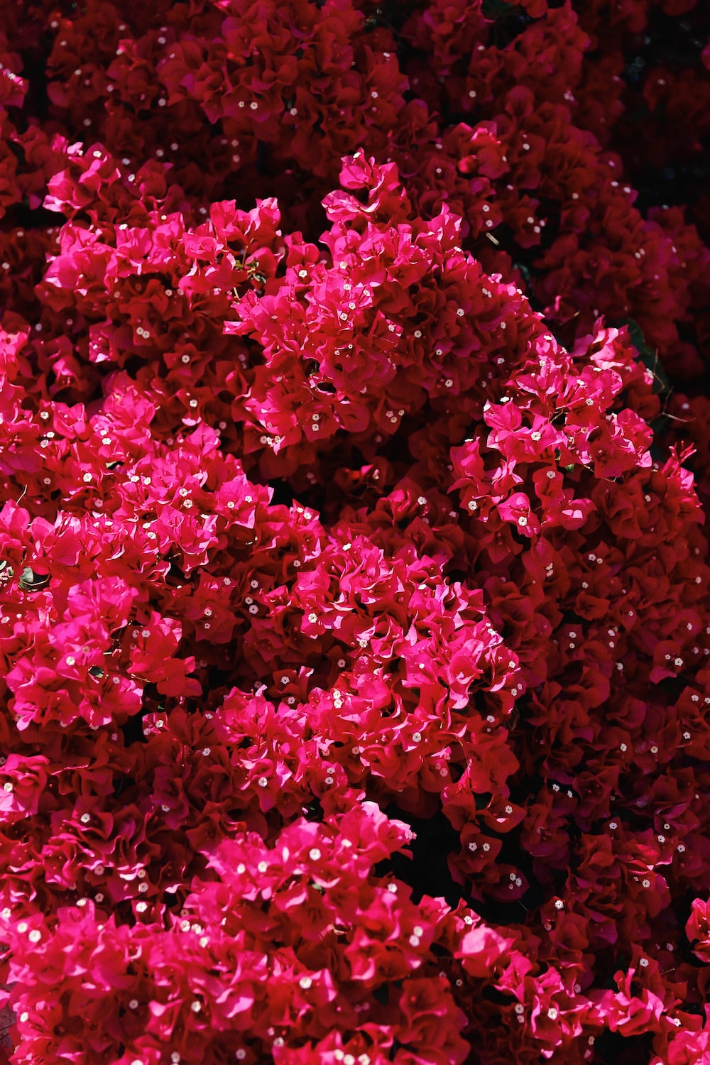 Bougainvillea Wallpapers