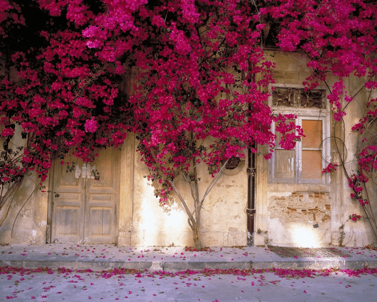 Bougainvillea Wallpapers