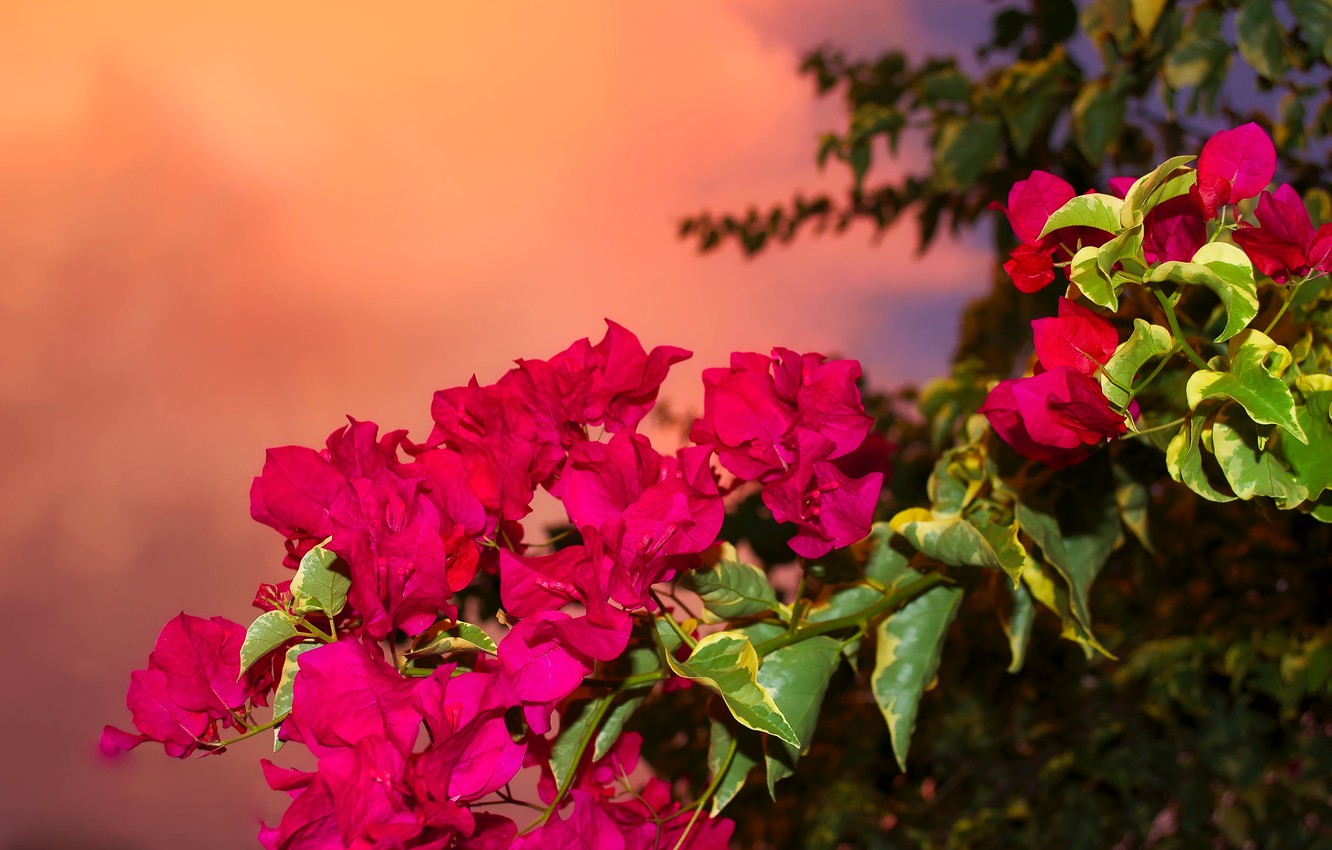 Bougainvillea Wallpapers